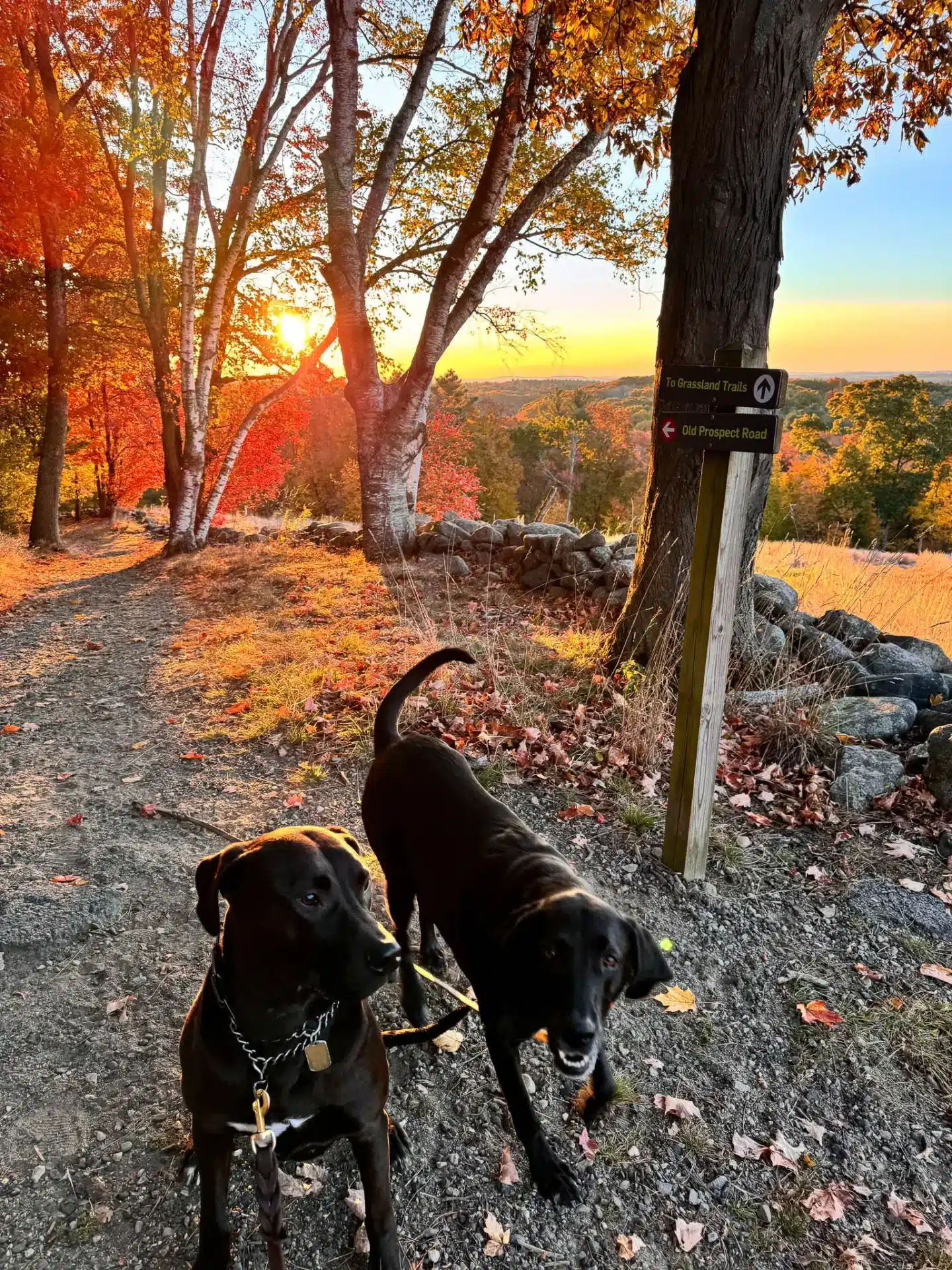 two dogs at sunrise time at ward reservation in andover massachusetts with orange and yellow leaves framing the photo