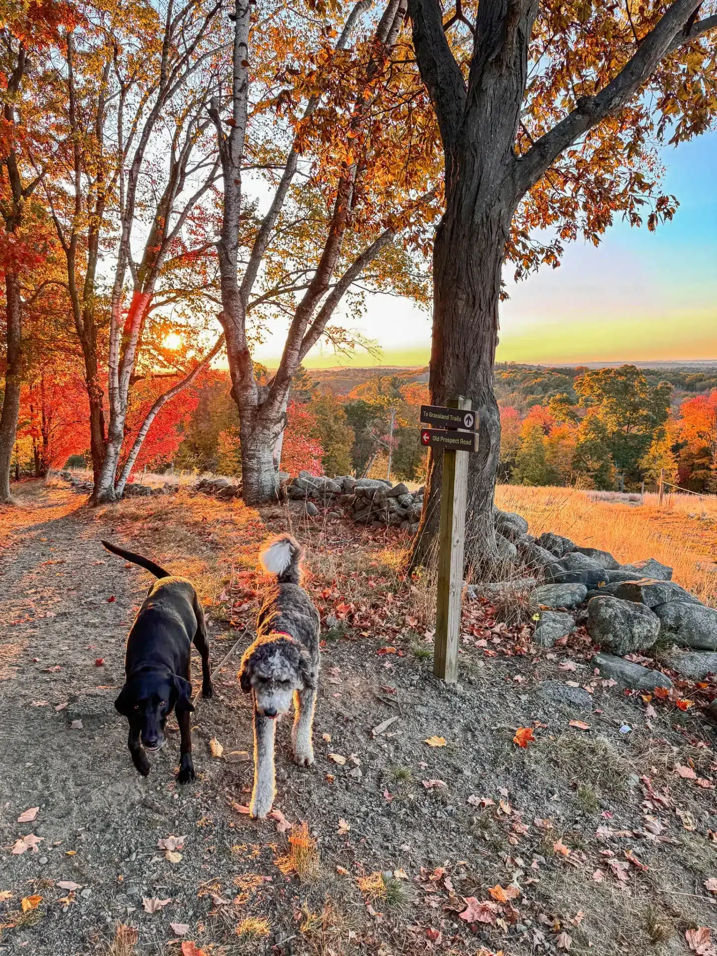 two dogs at sunrise time at ward reservation in andover massachusetts with orange and yellow leaves framing the photo