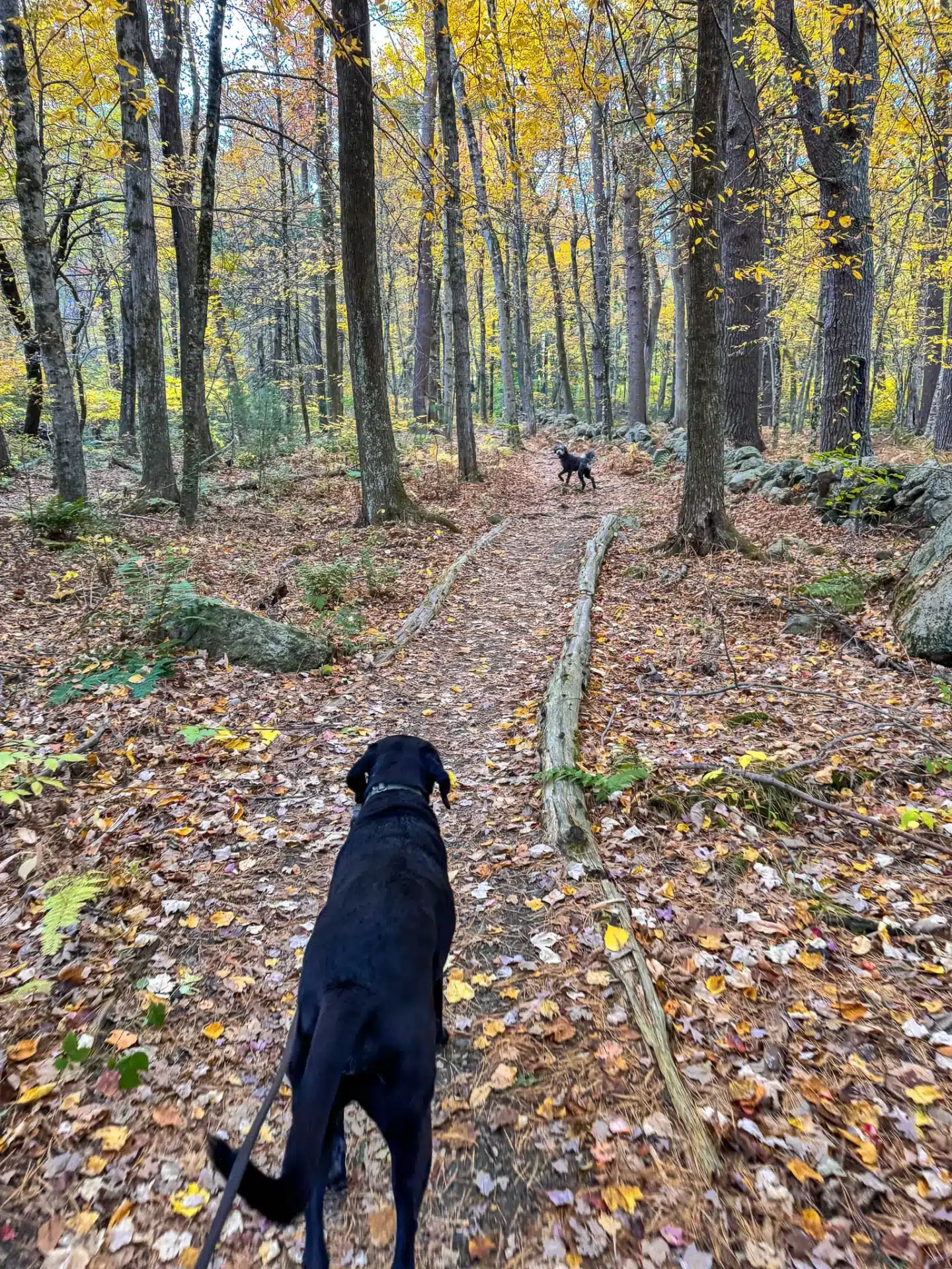 black dog on trail to holt hill in massachusetts with brown and yellow leaves on the ground and a trail sign on the right