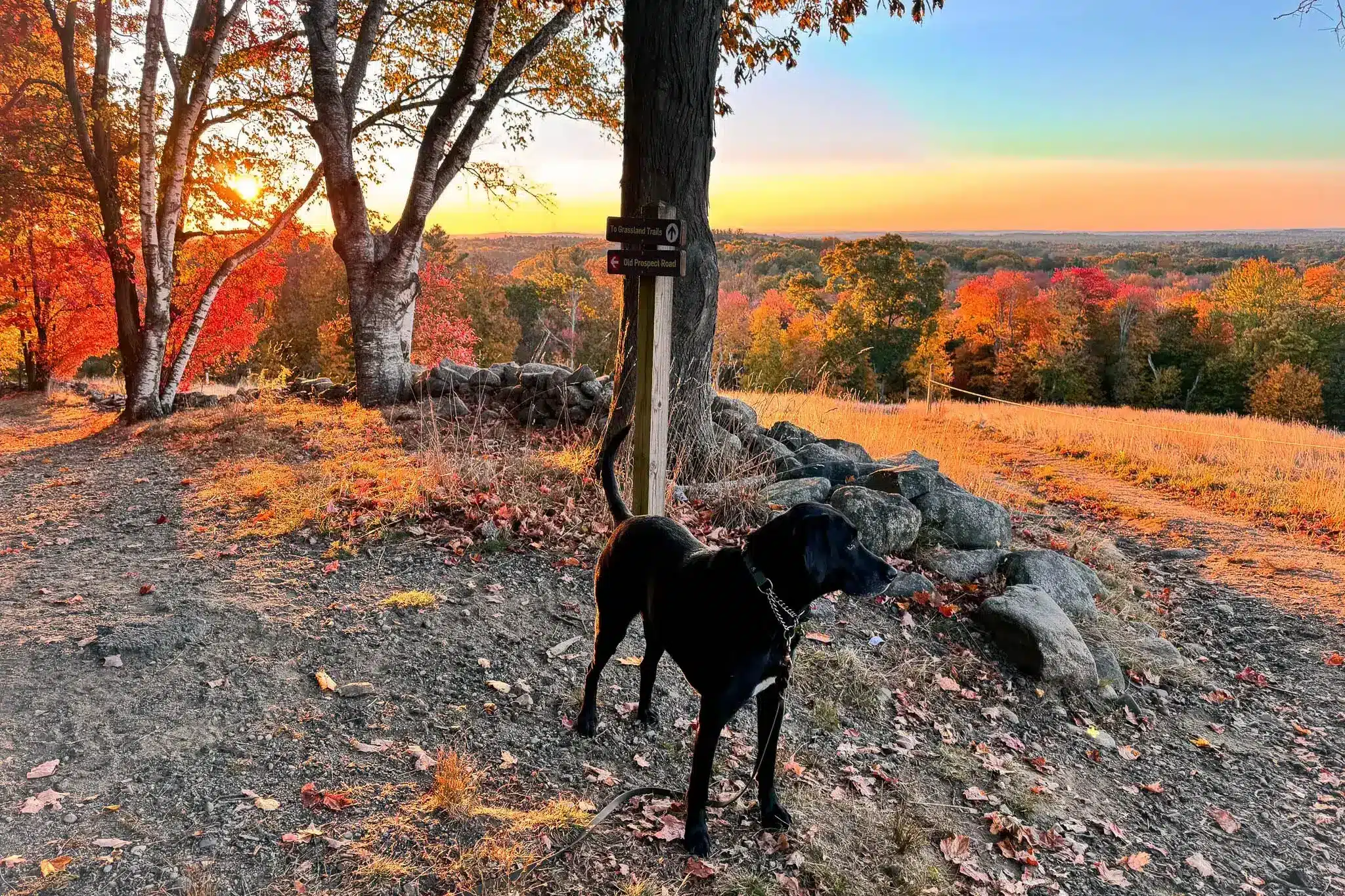 two dogs at sunrise time at ward reservation in andover massachusetts with orange and yellow leaves framing the photo