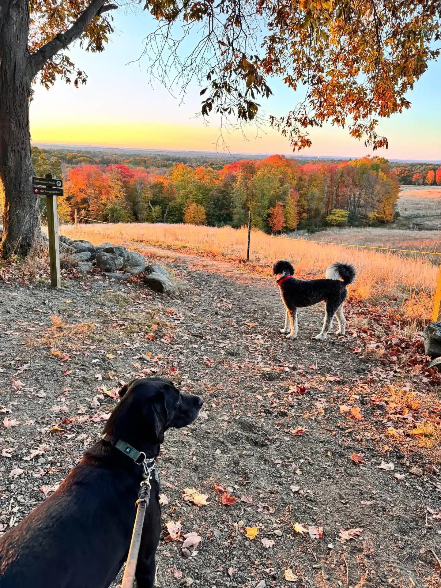 two dogs at sunrise time at ward reservation in andover massachusetts with orange and yellow leaves framing the photo