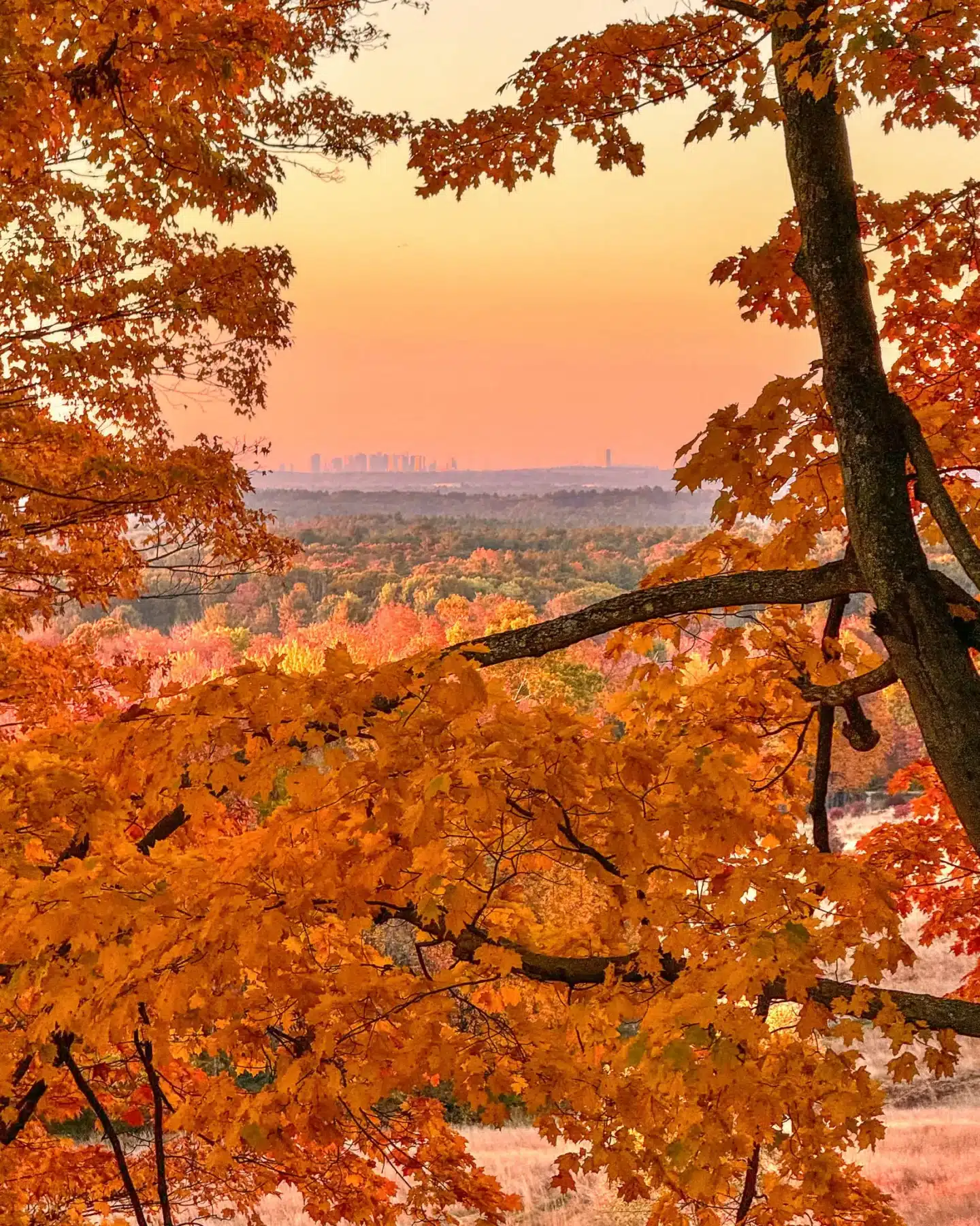 sunrise at holt hill in andover massachusetts in fall with golden and orange trees framing the boston skyline