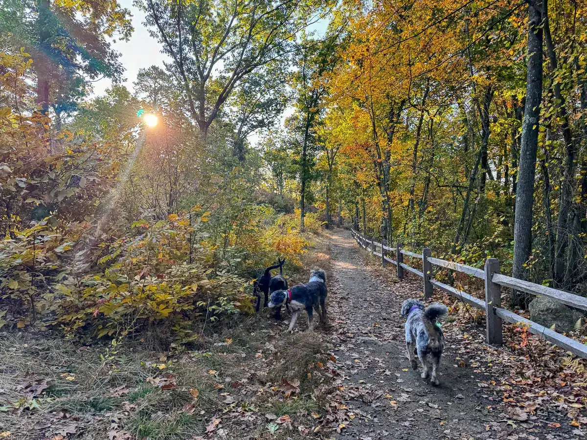 dogs off leash wandering on a trail at weir hill in massachusetts