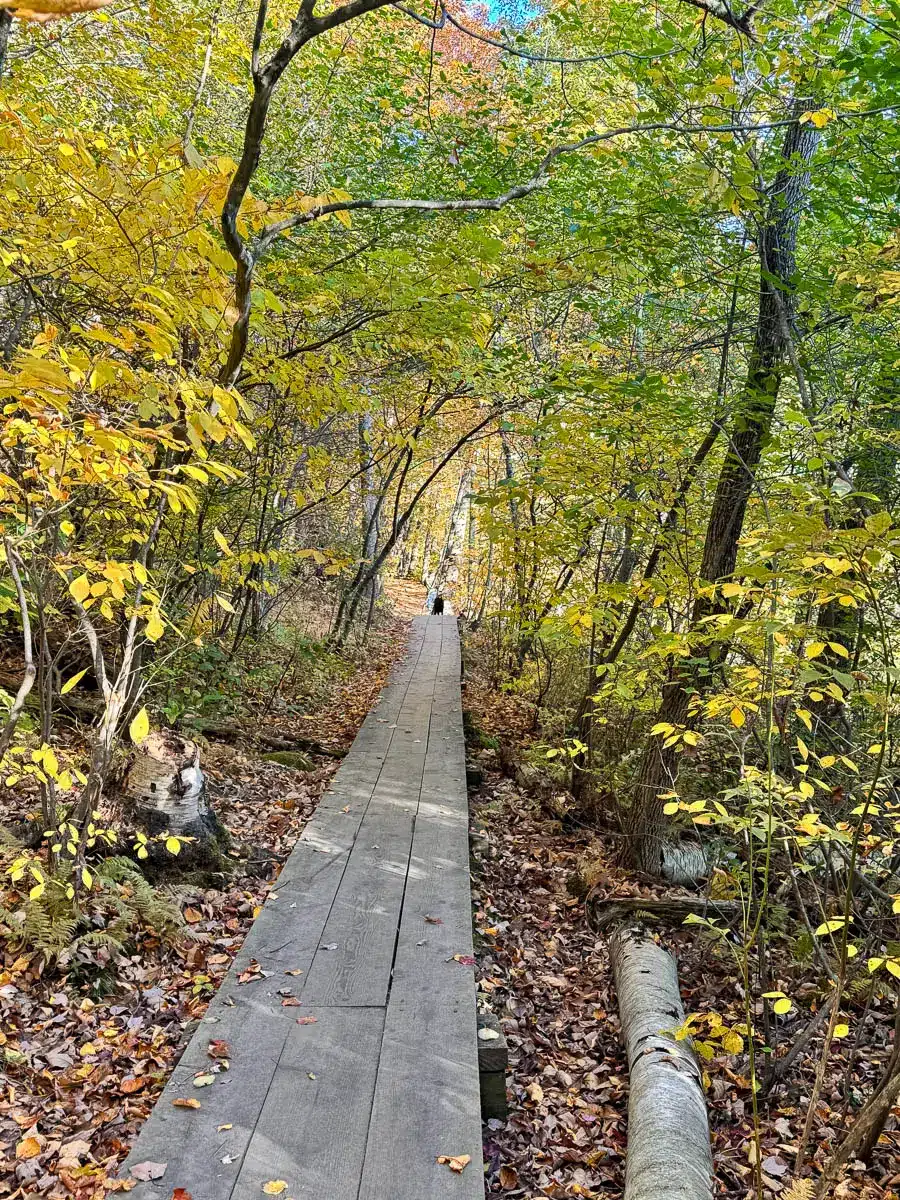 boardwalk trail running through yellow and green tree tunnel in autumn