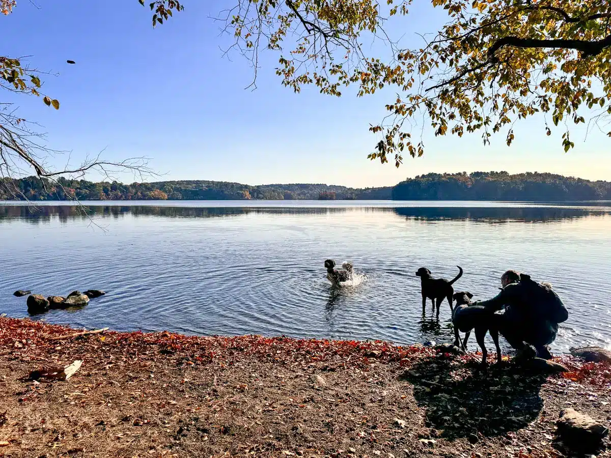 red and orange colored trees in autumn surrounding a lake with a white poodle standing on the shore at lake cochichewick