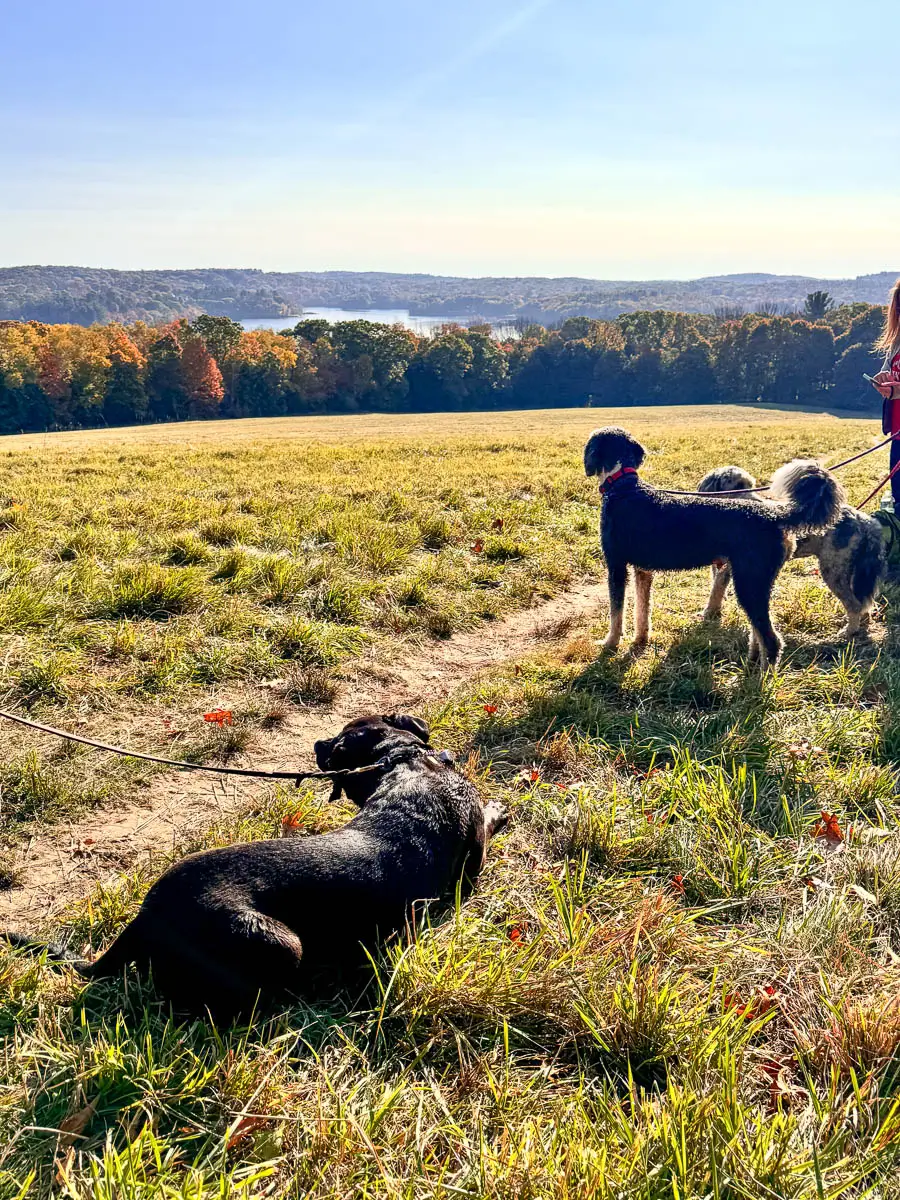 multiple big dogs resting atop a big hill of a meadow overlooking lake cochichewick
