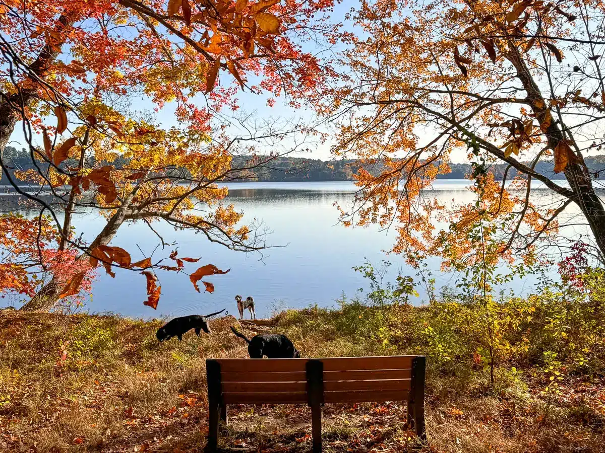 red and orange colored trees in autumn surrounding a lake with a white poodle standing on the shore next to a bench at lake cochichewick