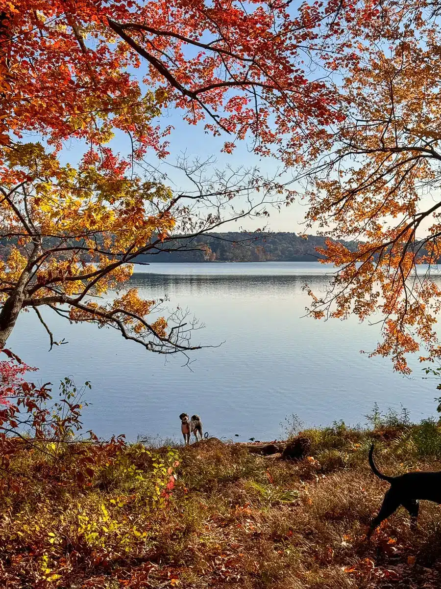 red and orange colored trees in autumn surrounding a lake with a white poodle standing on the shore at lake cochichewick
