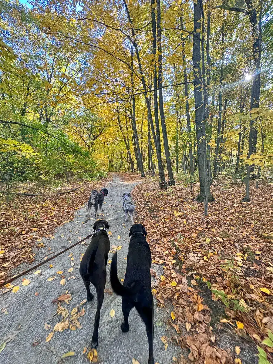 a big black dog and a big brown dog walking on a light gravel path at weir hill reservation in autumn