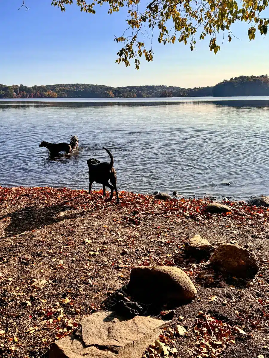 red and orange colored trees in autumn surrounding a lake with a white poodle standing on the shore at lake cochichewick