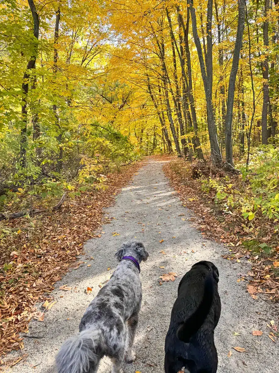 a big black dog and a big white and gray poodle walking on a light gravel path at weir hill reservation in autumn