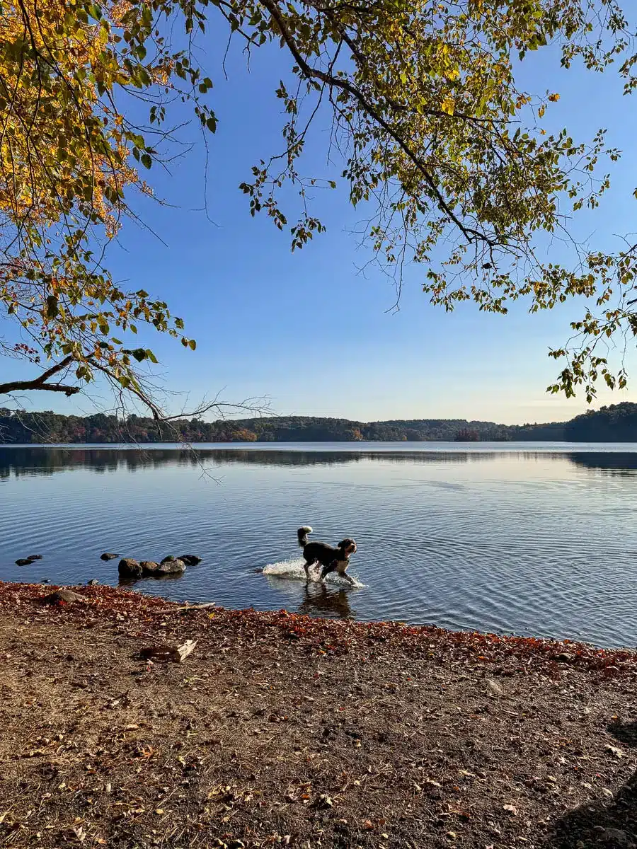 red and orange colored trees in autumn surrounding a lake with a white poodle standing on the shore of lake cochichewick