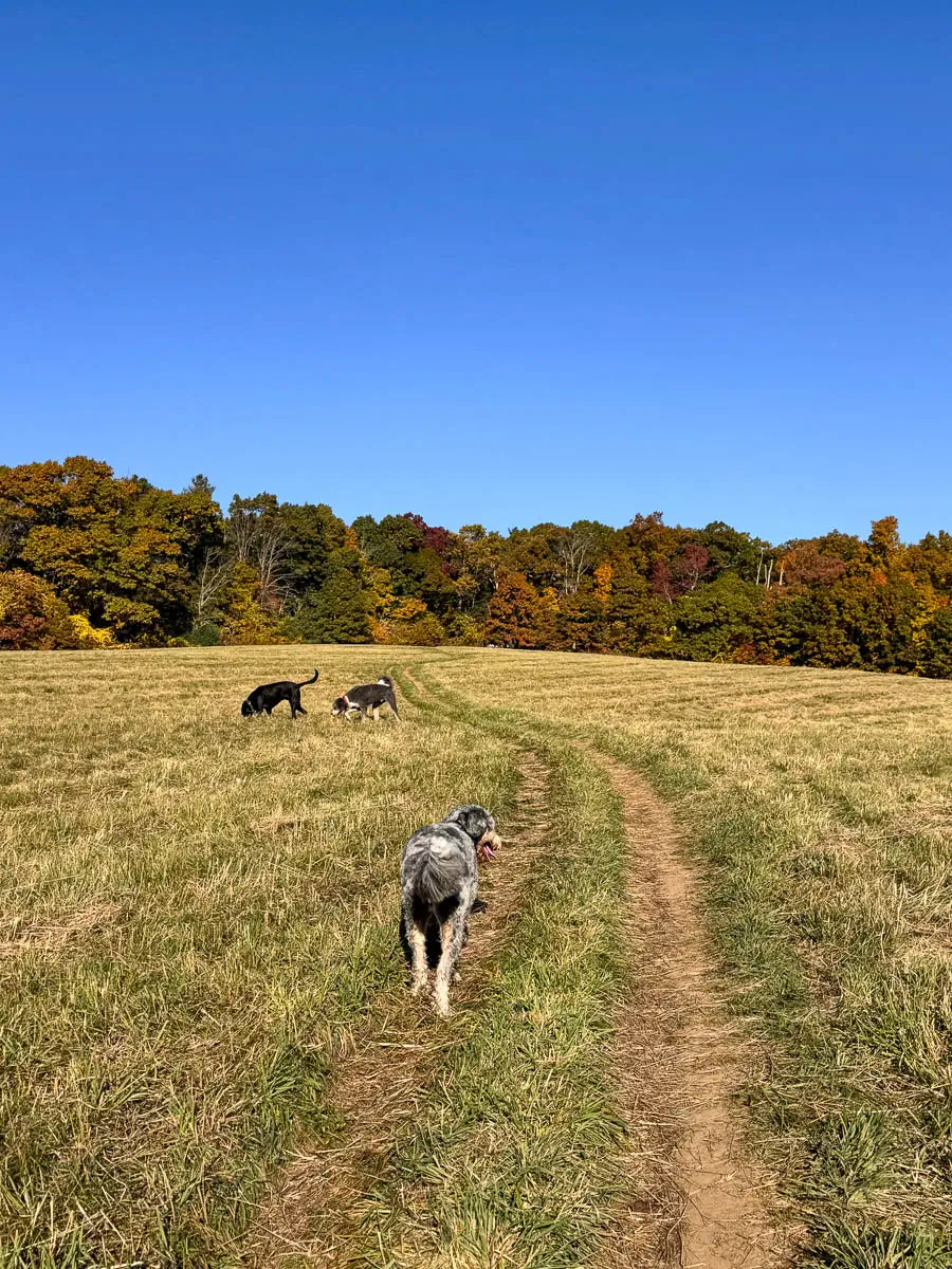 gray labradoodle walking on a trail along a green meadow at weir hill reservation in massachusetts