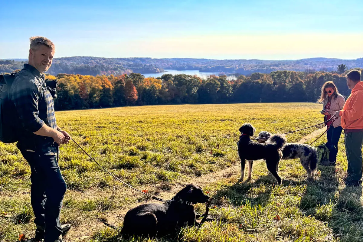 multiple big dogs resting atop a big hill of a meadow overlooking lake cochichewick