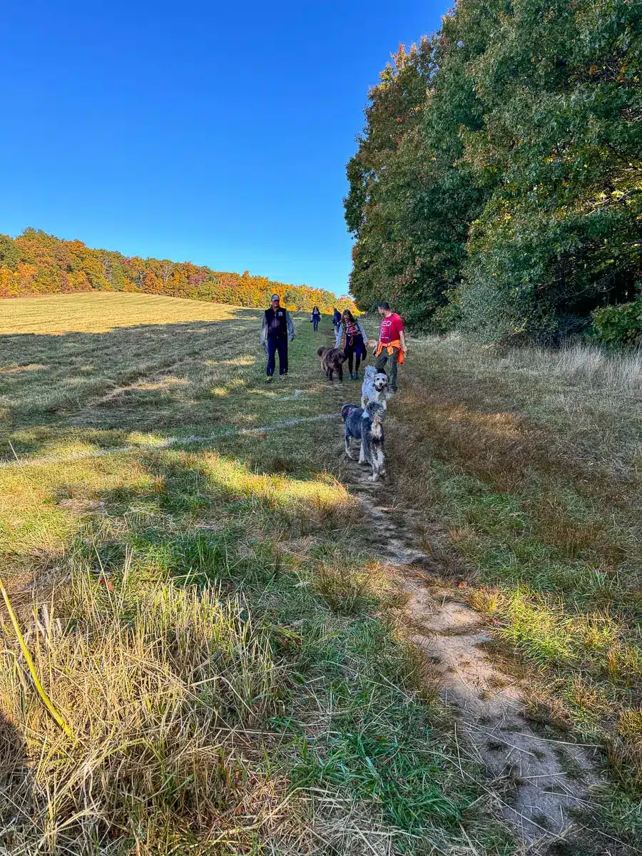 gray labradoodle and several people walking on a dirt path along a green meadow at weir hill reservation in massachusetts.