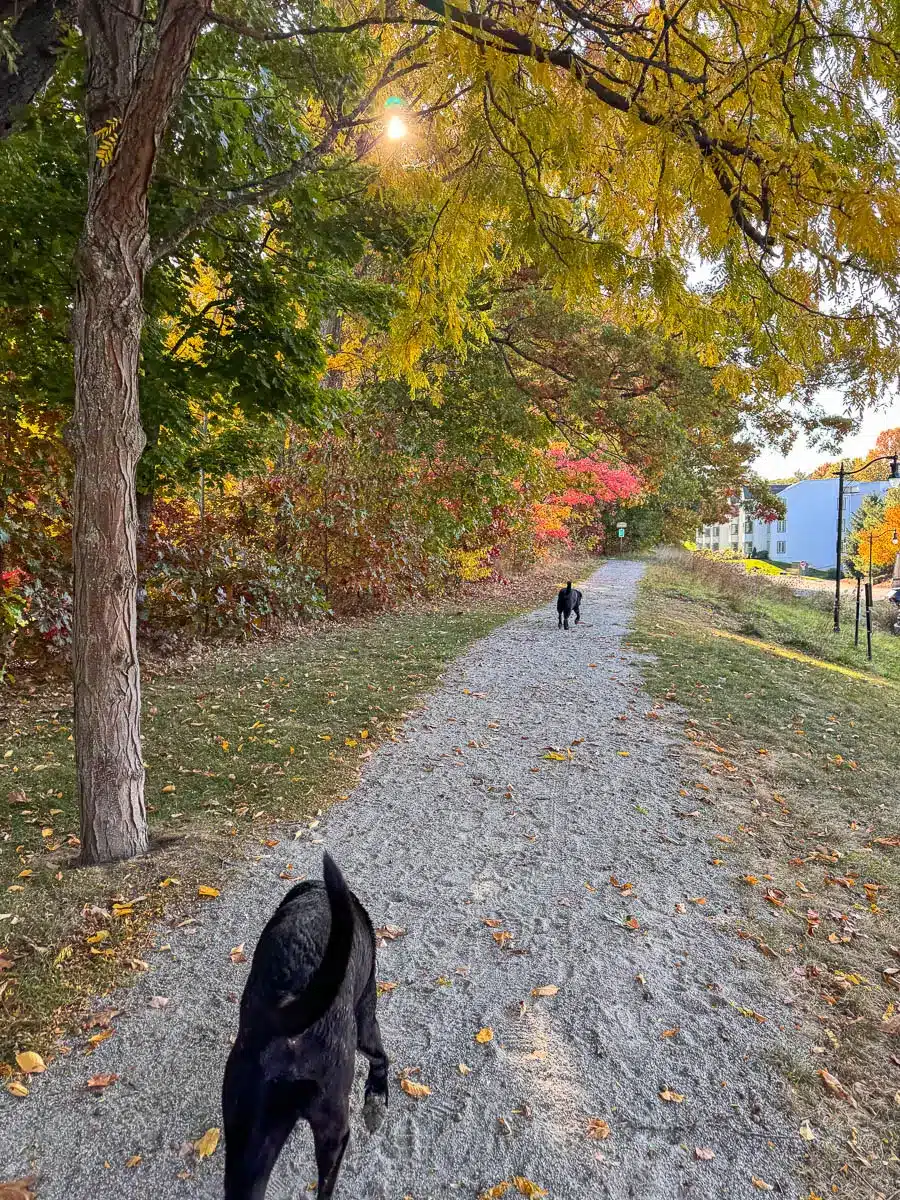 a big black dog and a big brown dog walking on a light gravel path at weir hill reservation in autumn