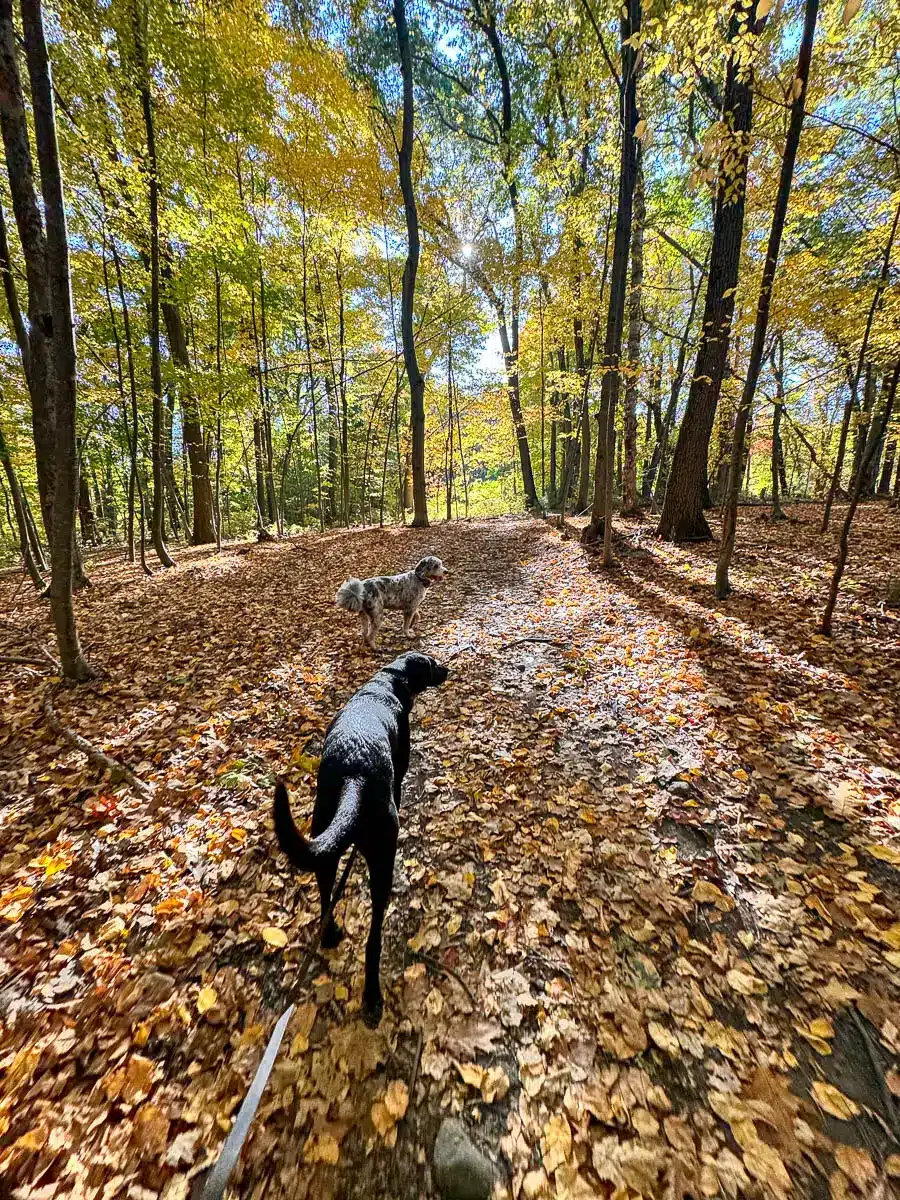 a big black dog and a big brown dog walking on a light gravel path at weir hill reservation in autumn