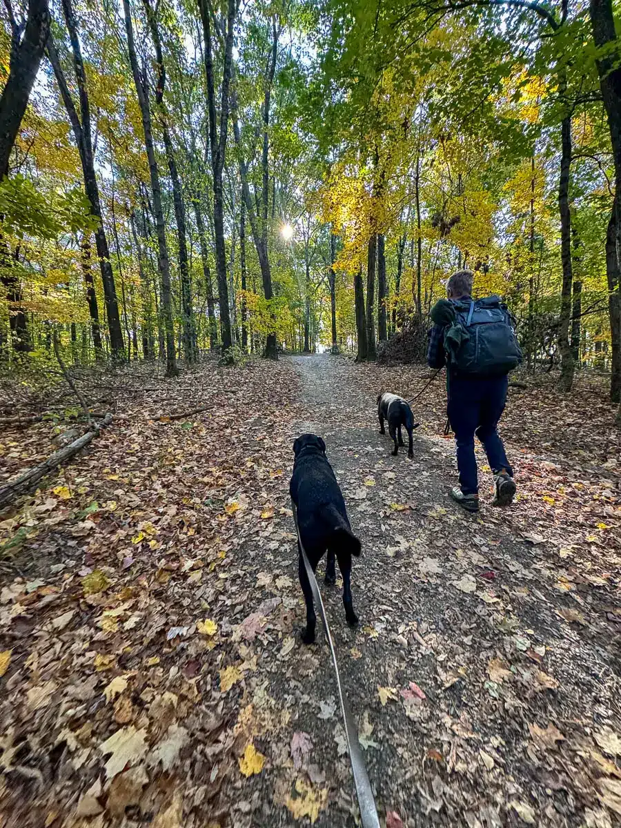 a man with a backpack walking a big black dog and a big brown dog walking on a light gravel path at weir hill reservation in autumn with green and gold trees