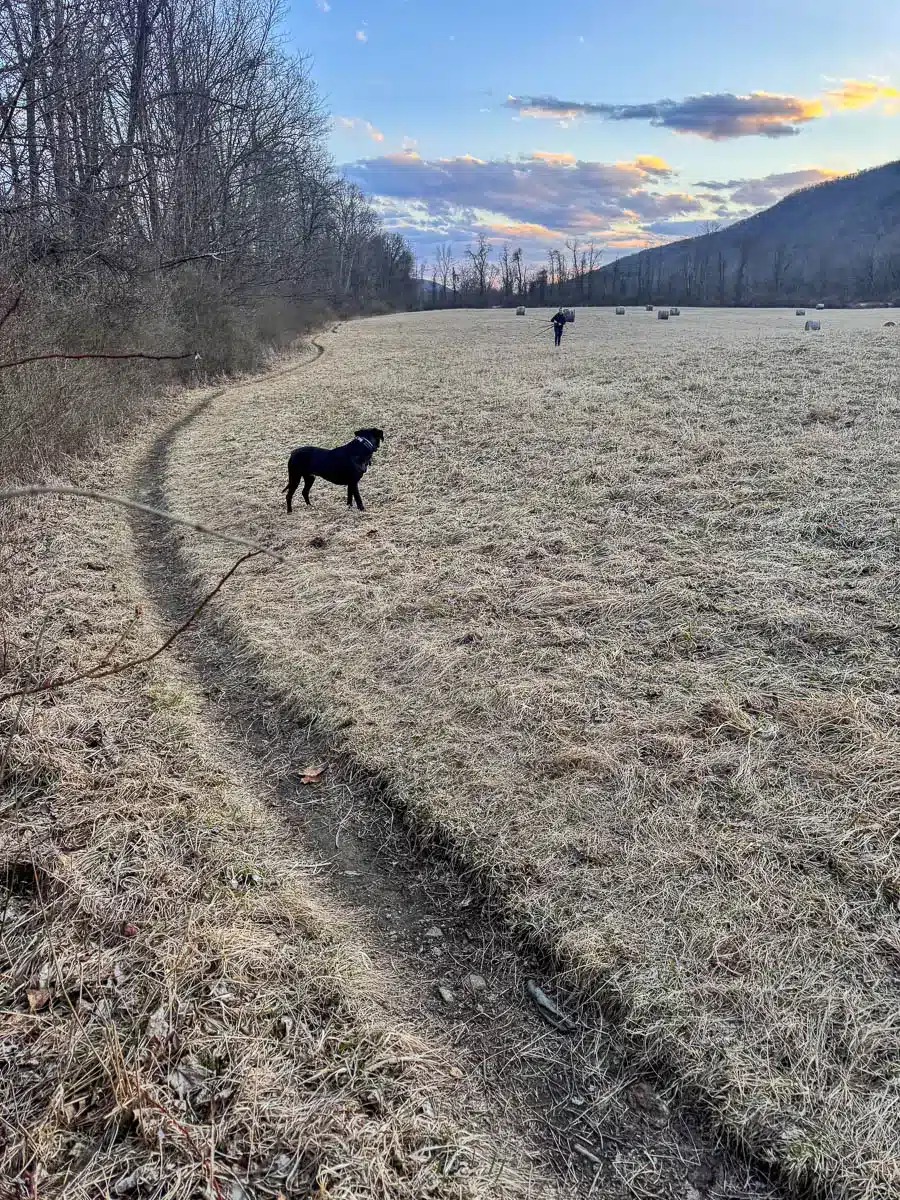 black dog on narrow appalachian trail in spring with brown grass in connecticut