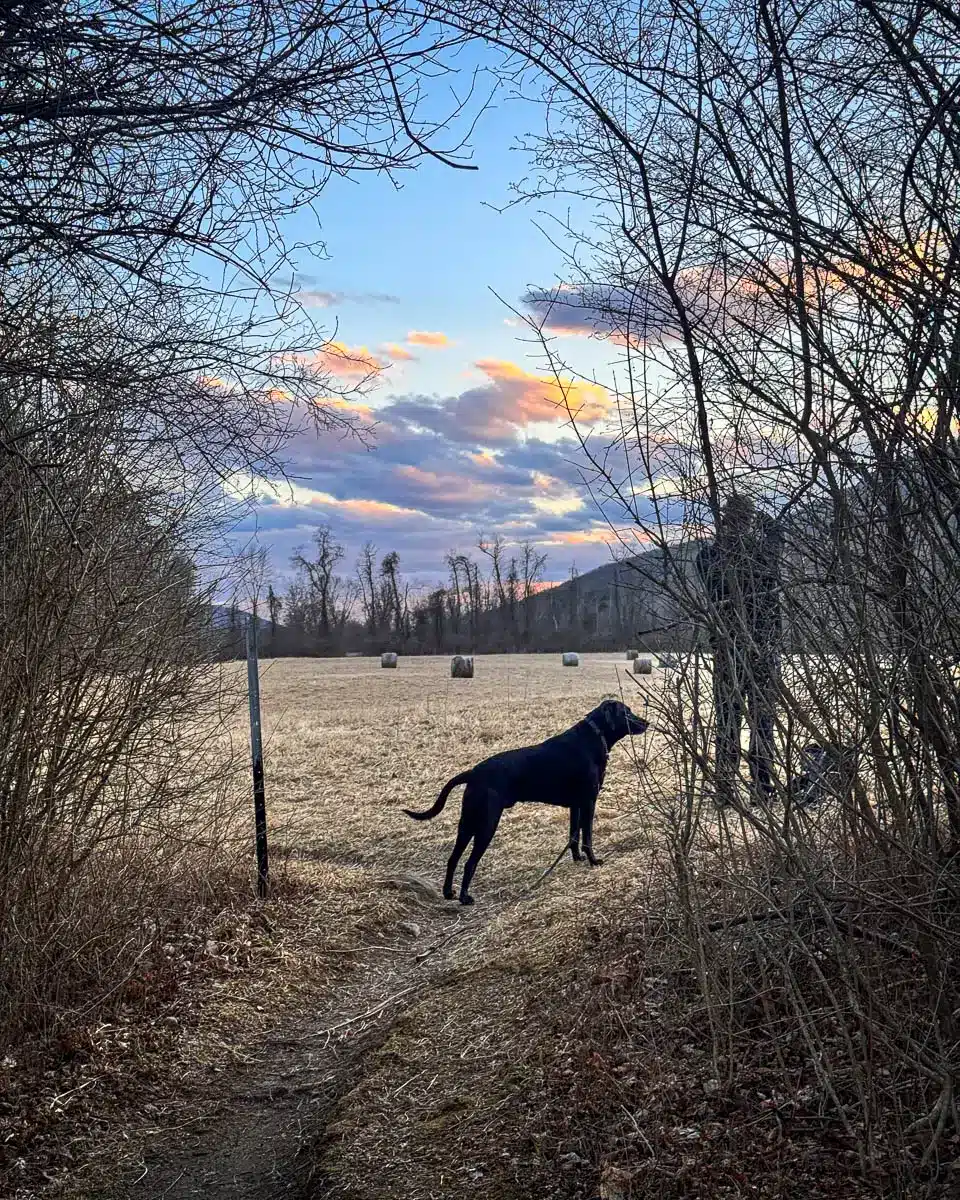 silhouette of black dog on a hike along the appalachian trail in ct
