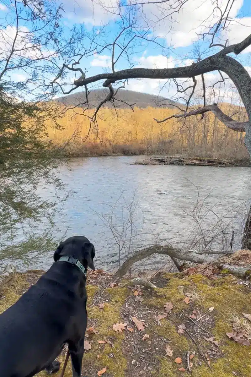 black dog looking out at housatonic river on a hike with blue water and small brown hill in the distance
