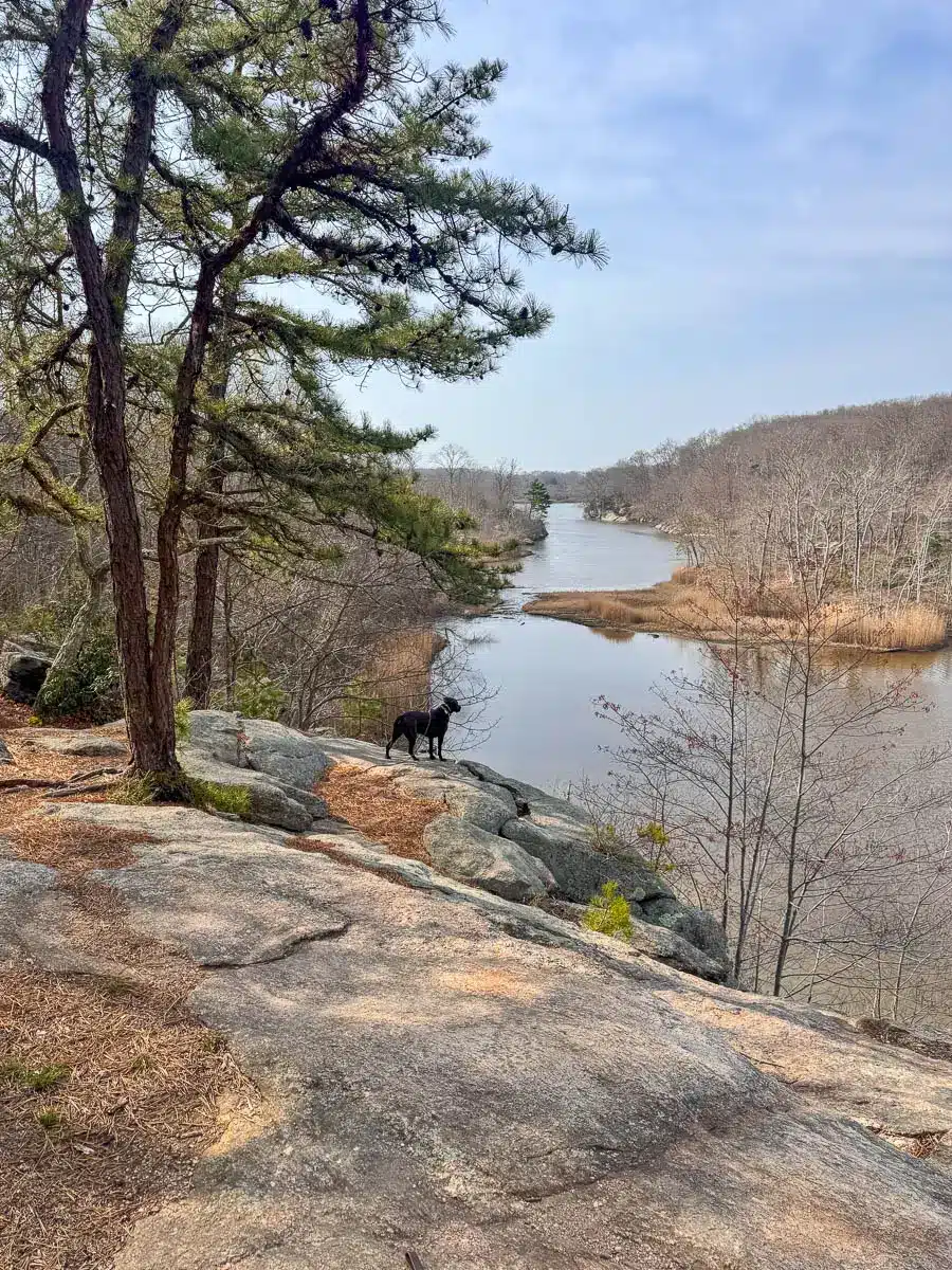 brown dog on ledge overlooking lake in guilford with light blue sky.