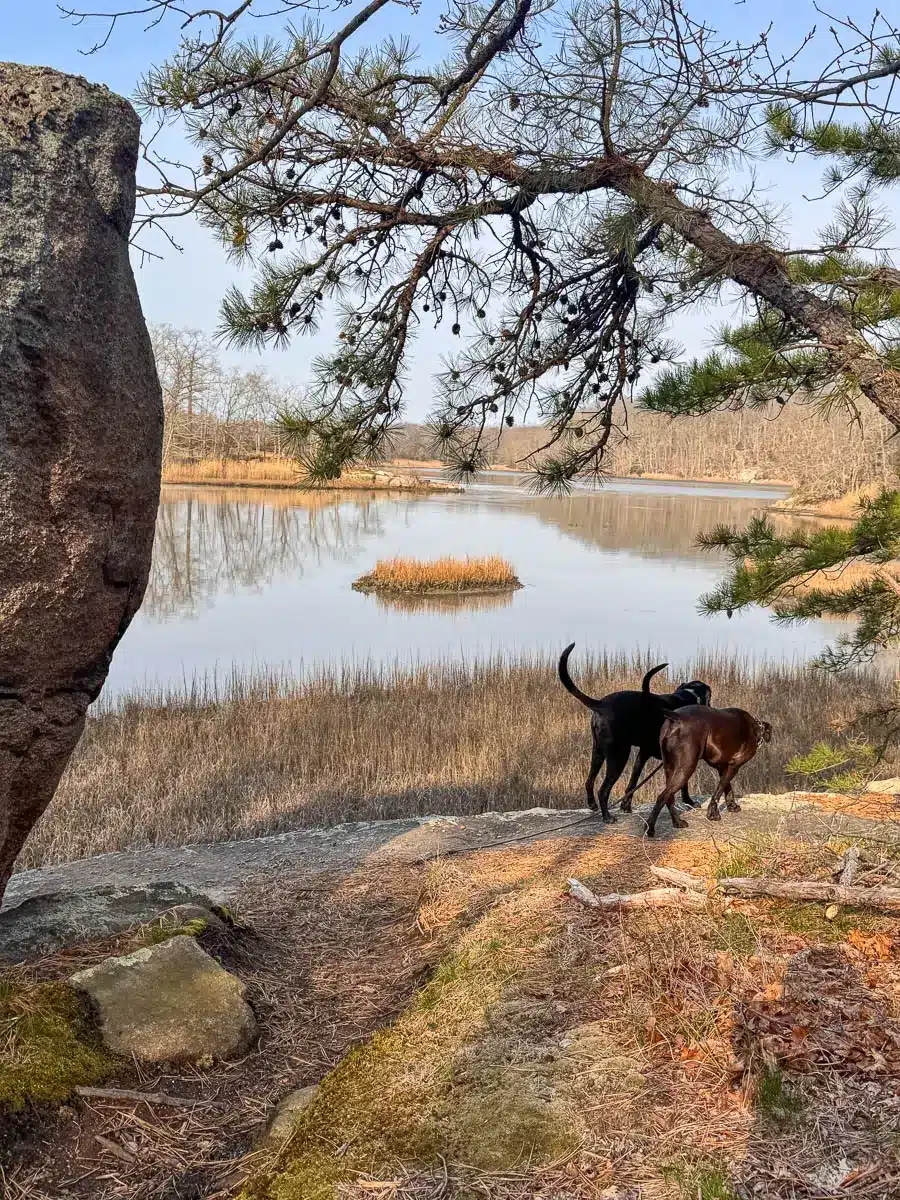 black dog and brown dog on hike overlooking lake in guilford with light blue sky.