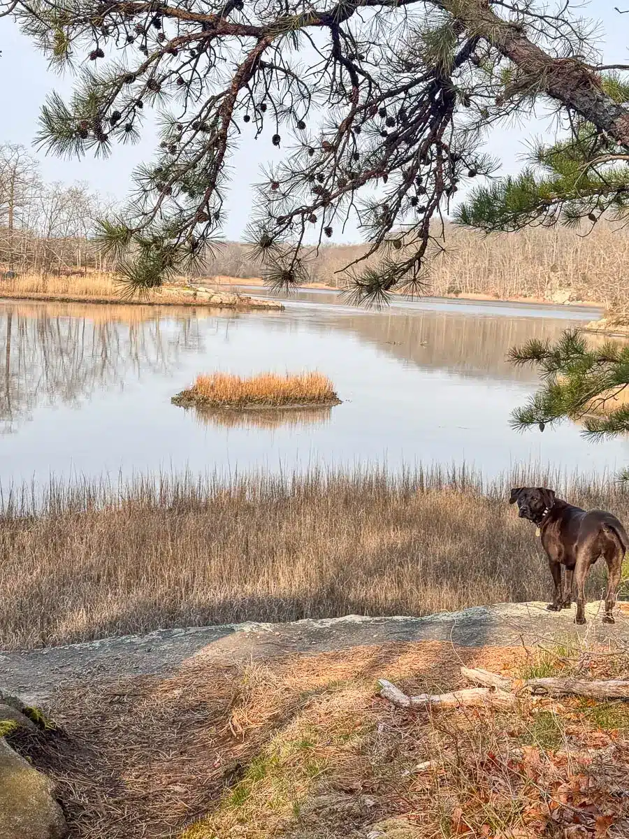 brown dog on ledge overlooking lake in guilford with light blue sky.