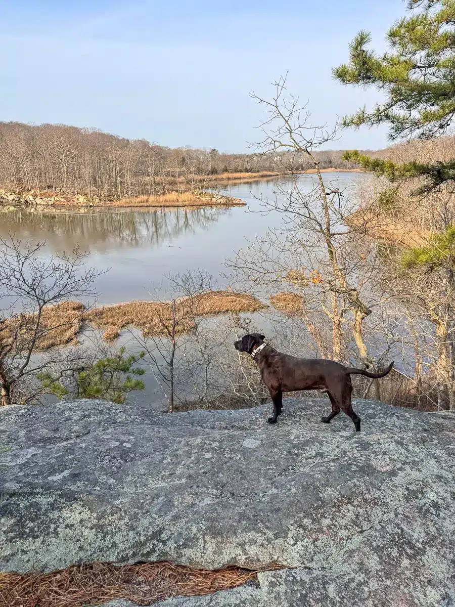 brown dog on ledge overlooking lake in guilford with light blue sky.