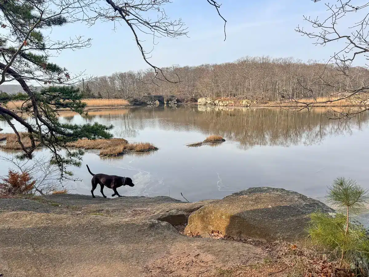 brown dog on ledge overlooking lake in guilford with light blue sky.