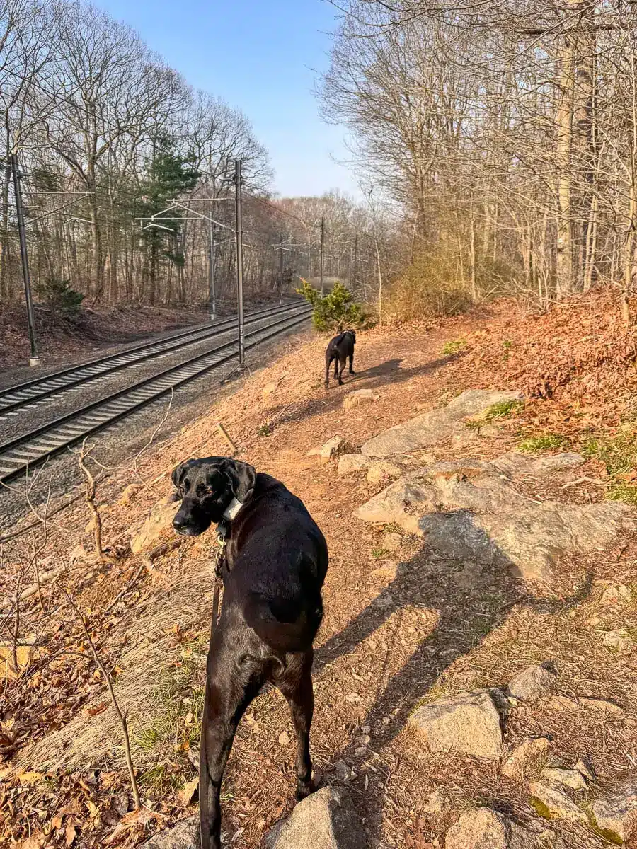 black dog hiking on trail with railroad tracks on left in westwoods in guilford.