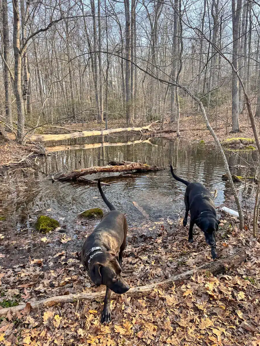 black dog and brown dogs in little pond.