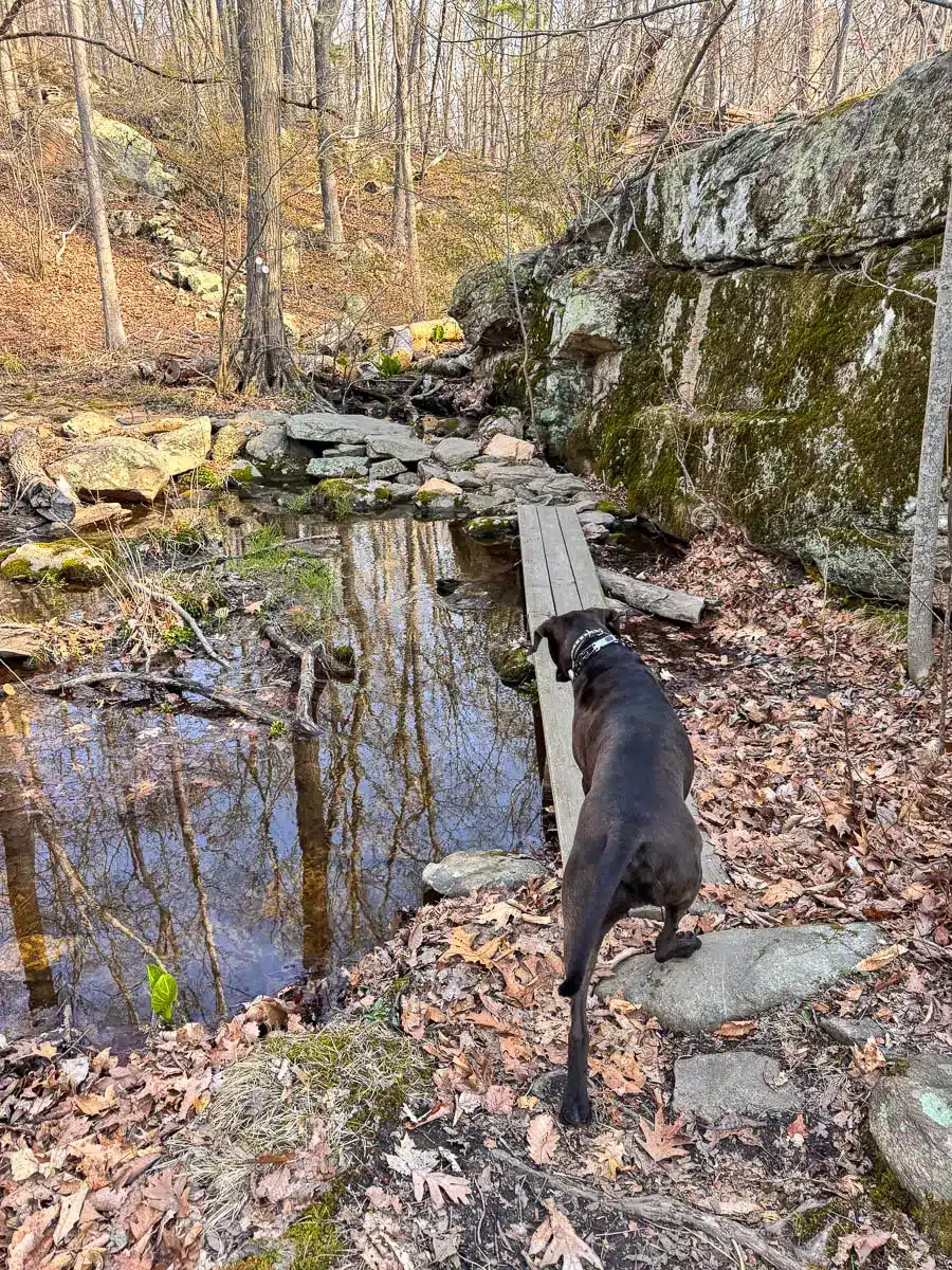 brown dog walking on wooden plank over water on westwoods hike in guilford.