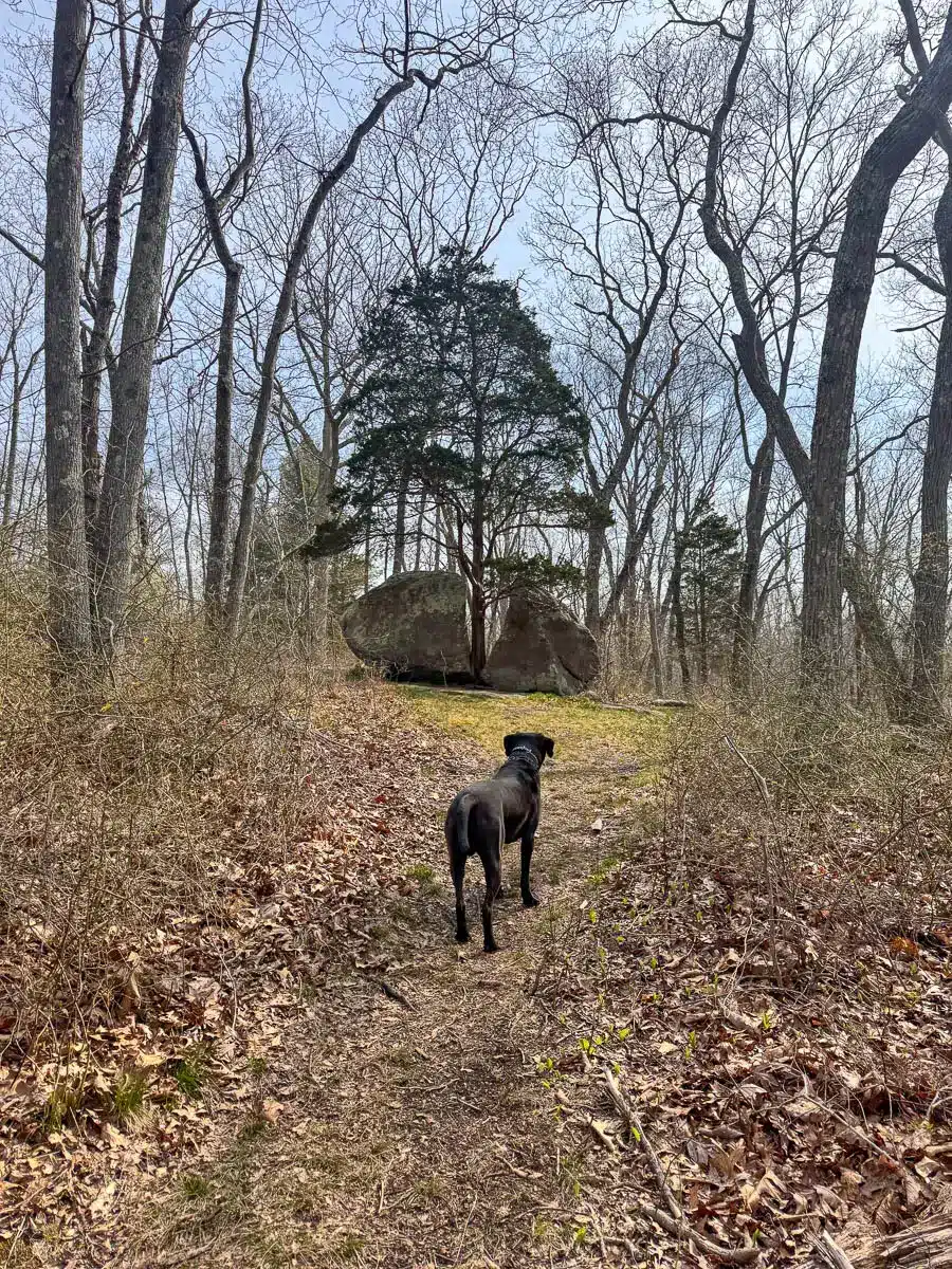 splitting rock tree in guilford ct.