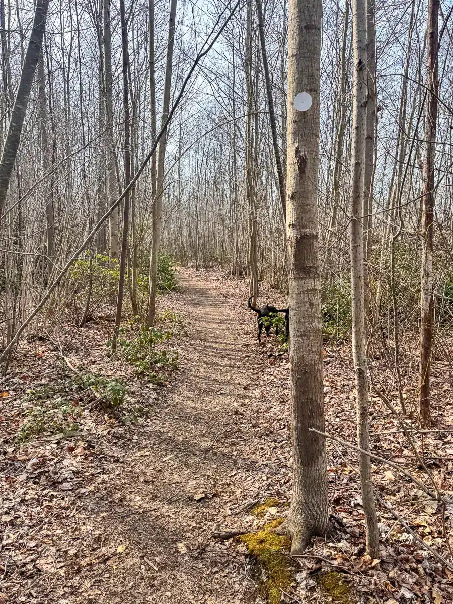 trail in westwoods in guilford ct.
