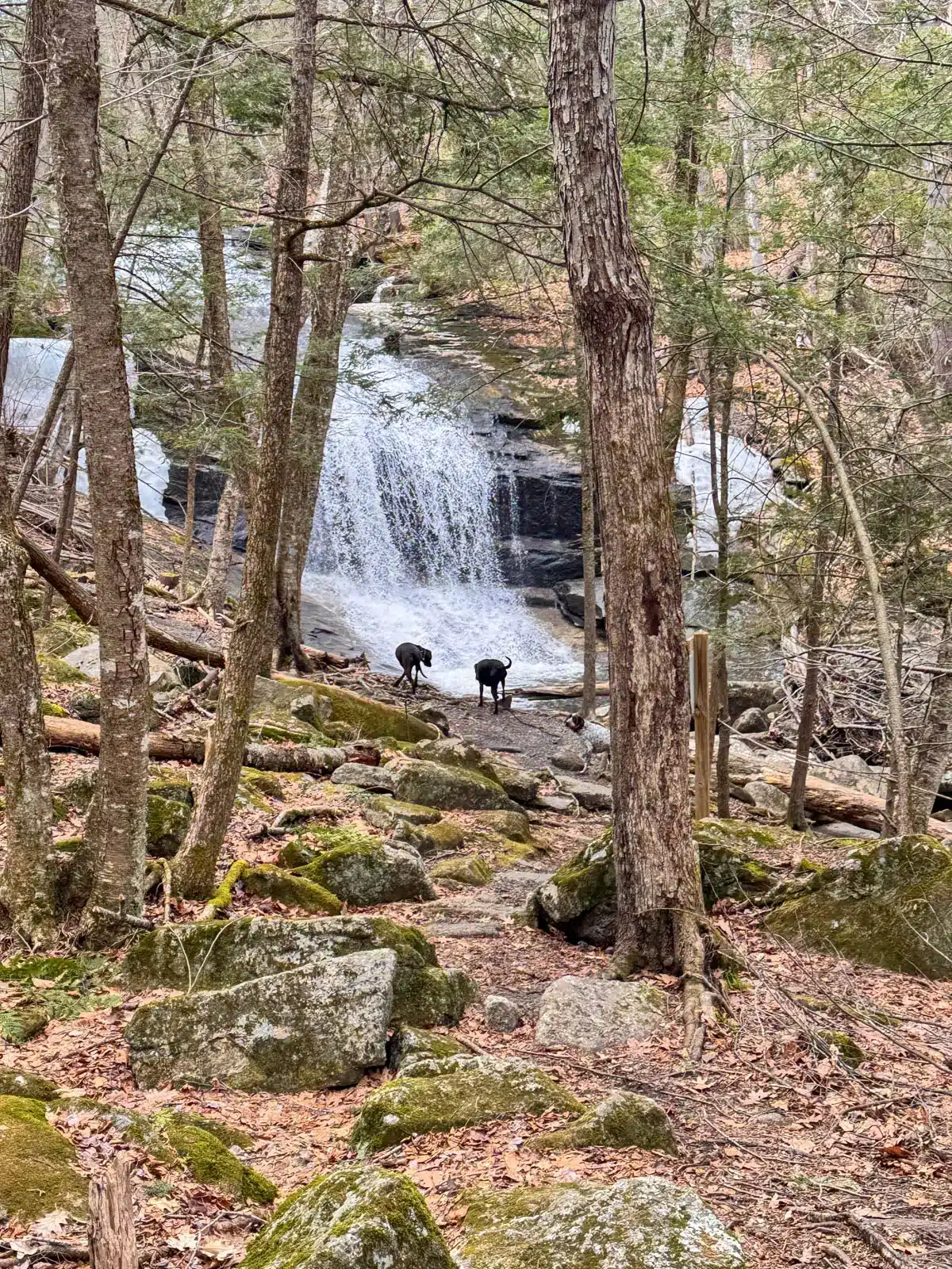 silhouette of two black dogs in front of chapel falls waterfall in the distance,