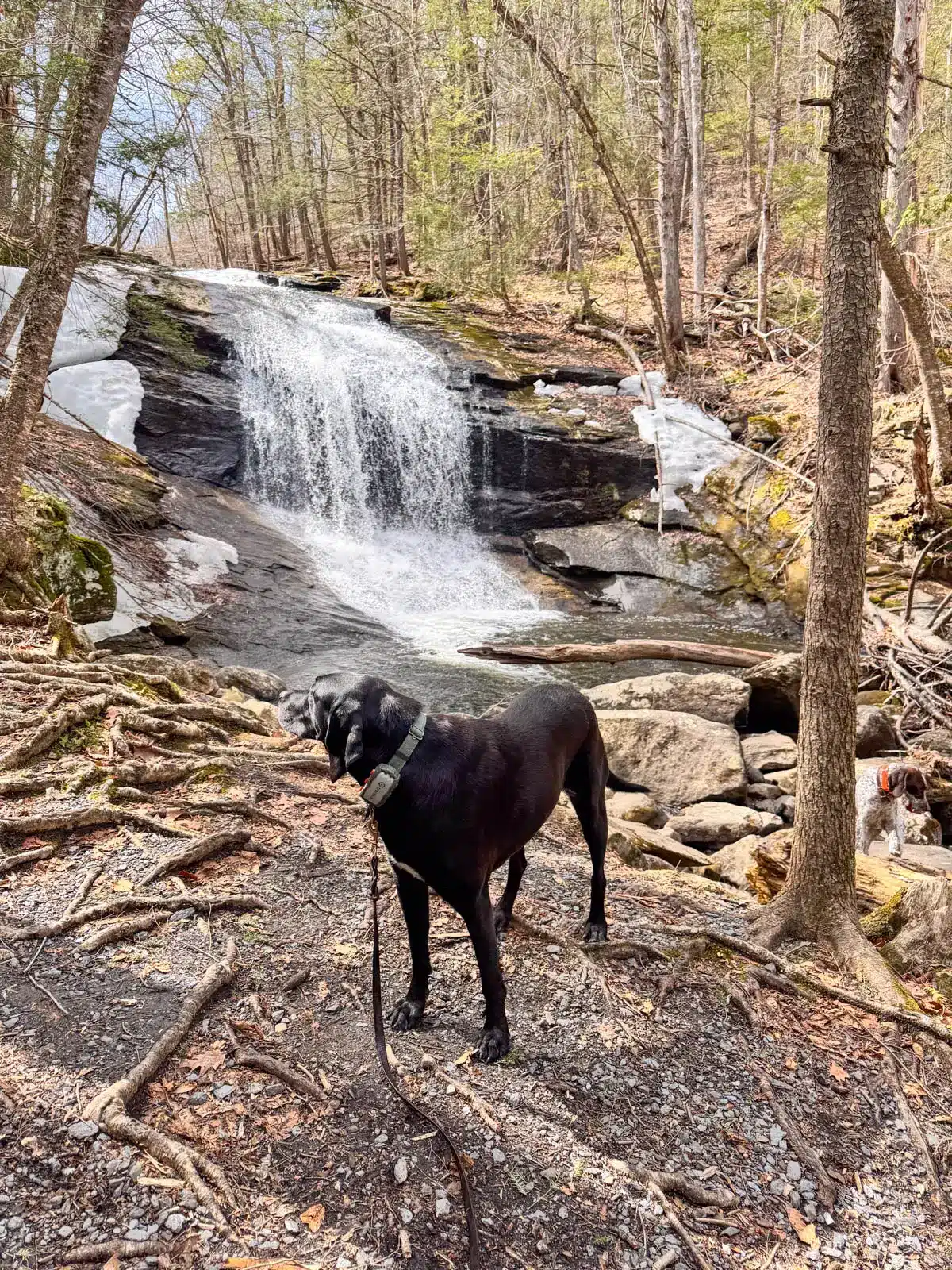 black dog in front of chapel falls on the two bridges chapel falls trail in massachusetts.