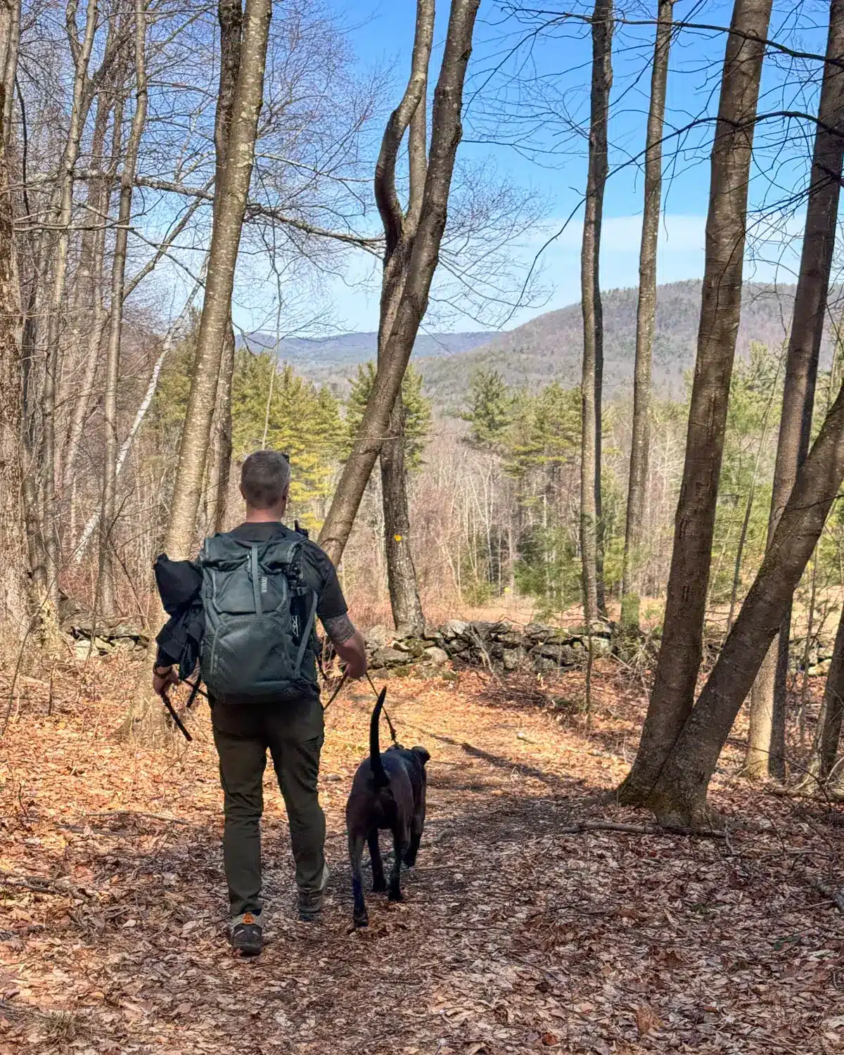 man walking black dog on leash towards a meadow view.