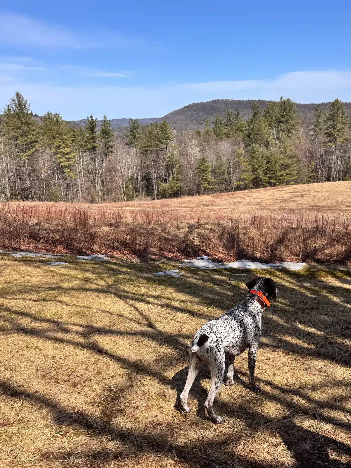german shorthaired pointer dog looking out at meadow in spring with rolling hills and pine trees in distance.