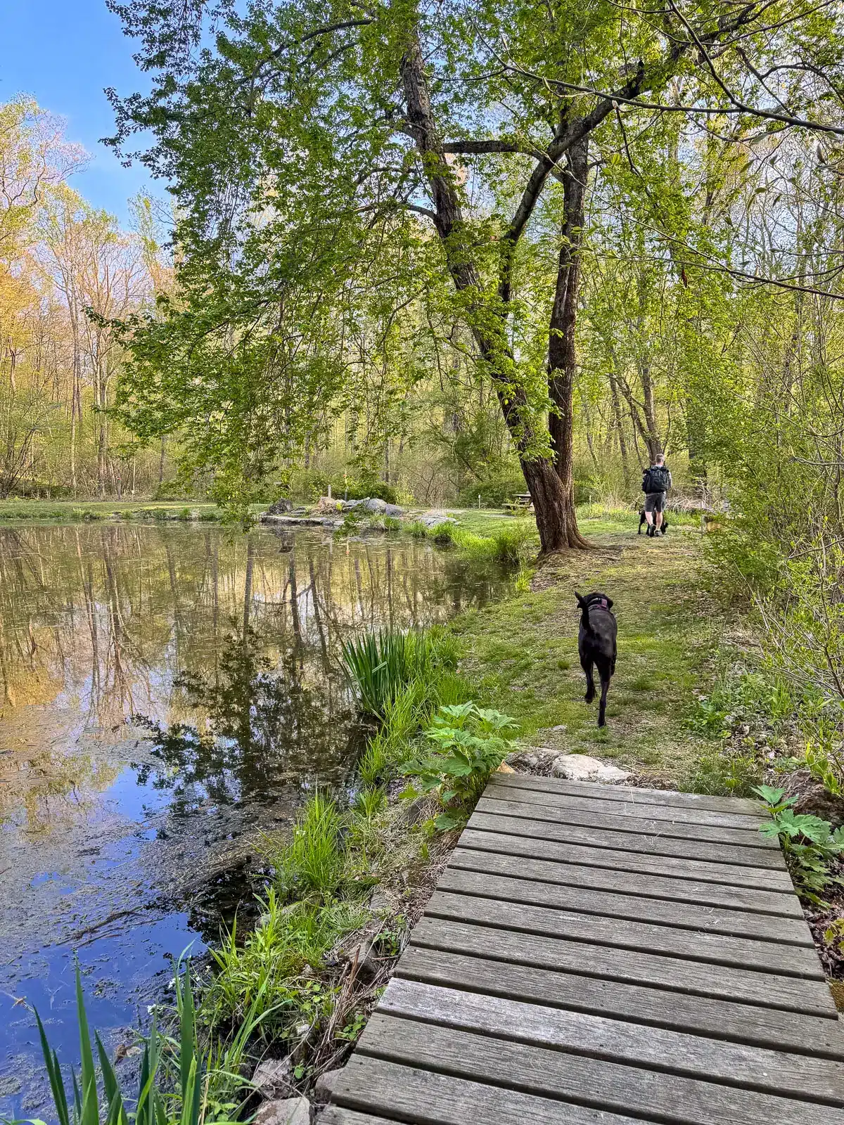 botany pond at van vleck with greenery with trees reflected in the pond at flanders nature center in connecticut
