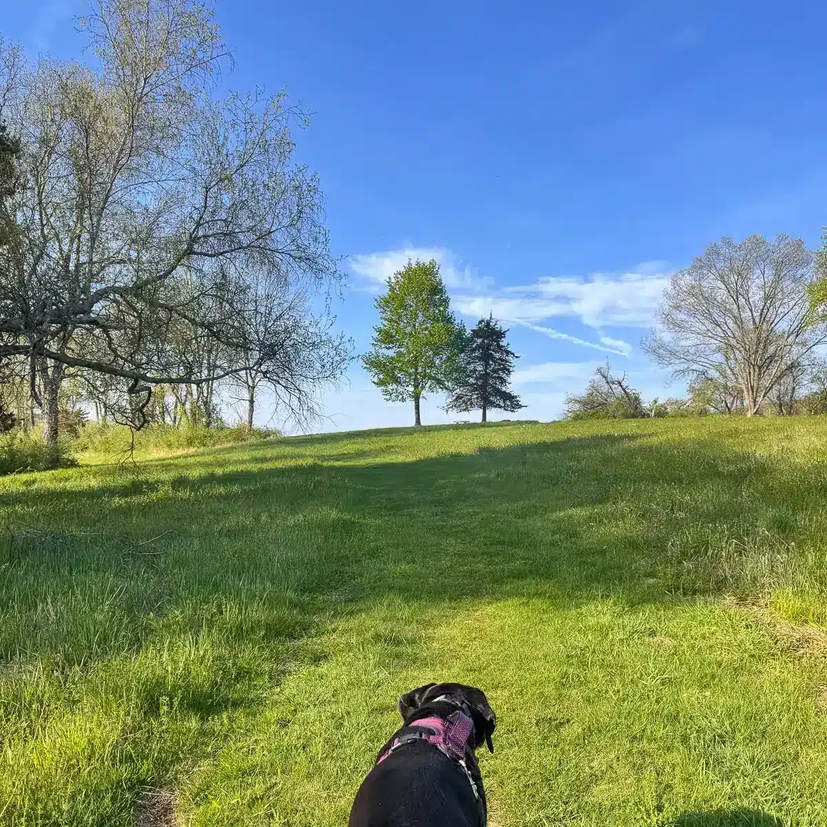 black dog walking up green grass hill at flanders nature center in ct.