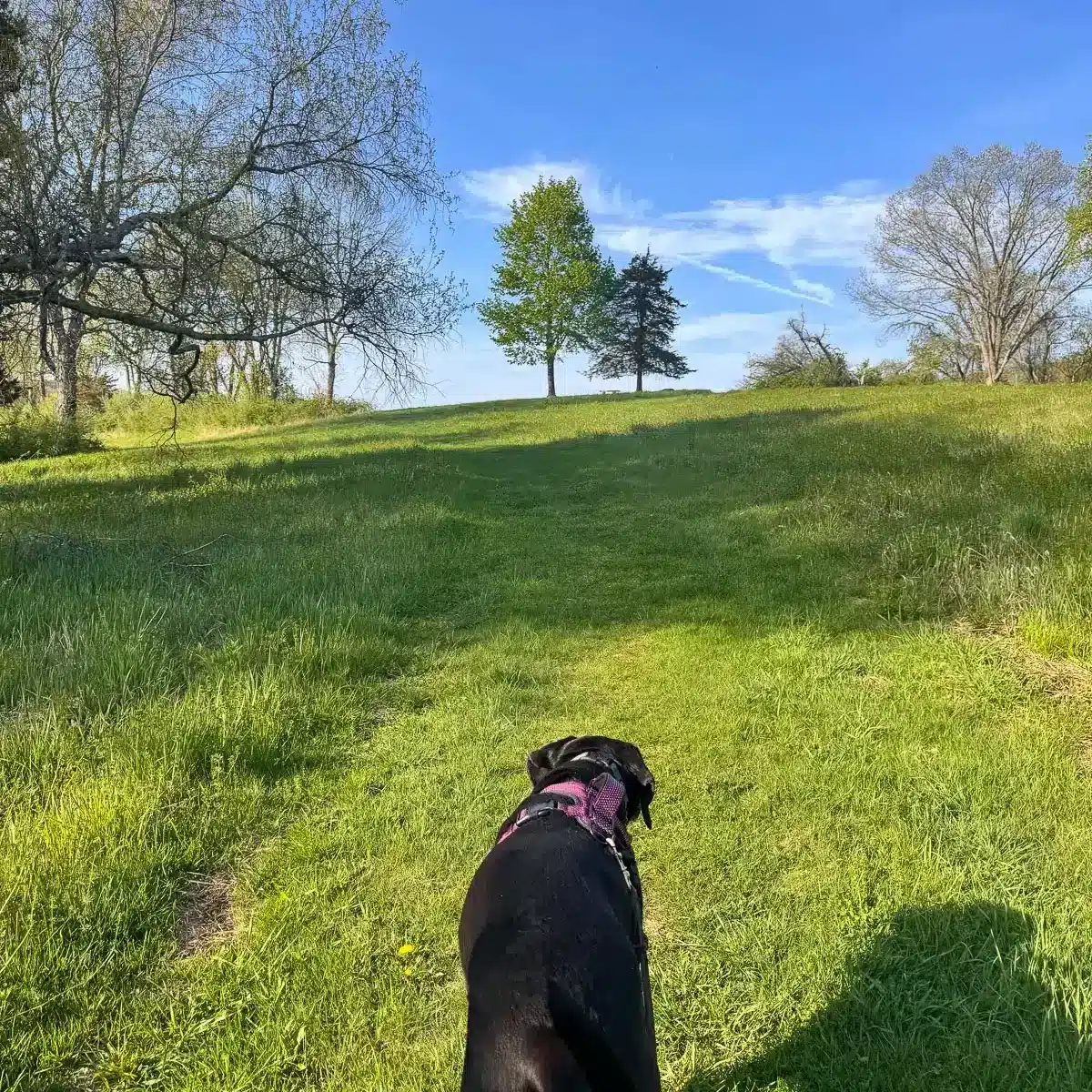 black dog walking up green grass hill at flanders nature center in ct