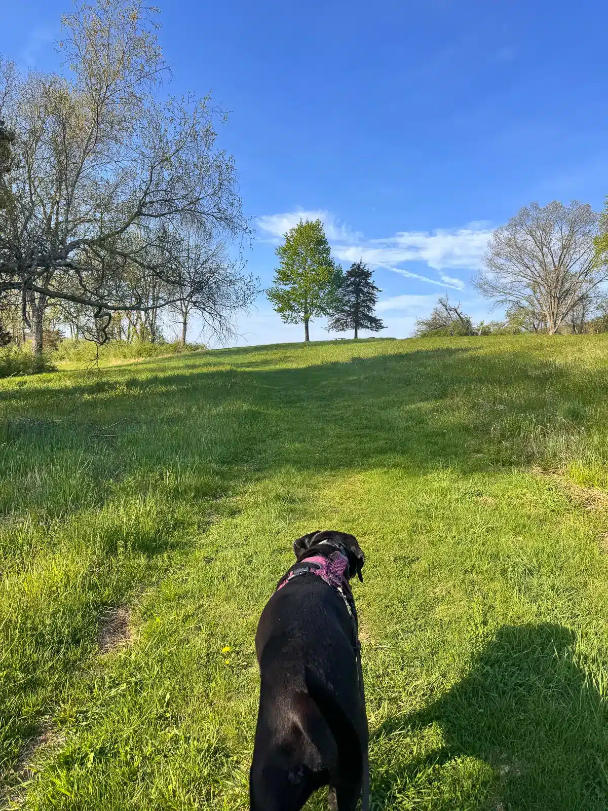 black dog walking up green grass hill at flanders nature center in ct.