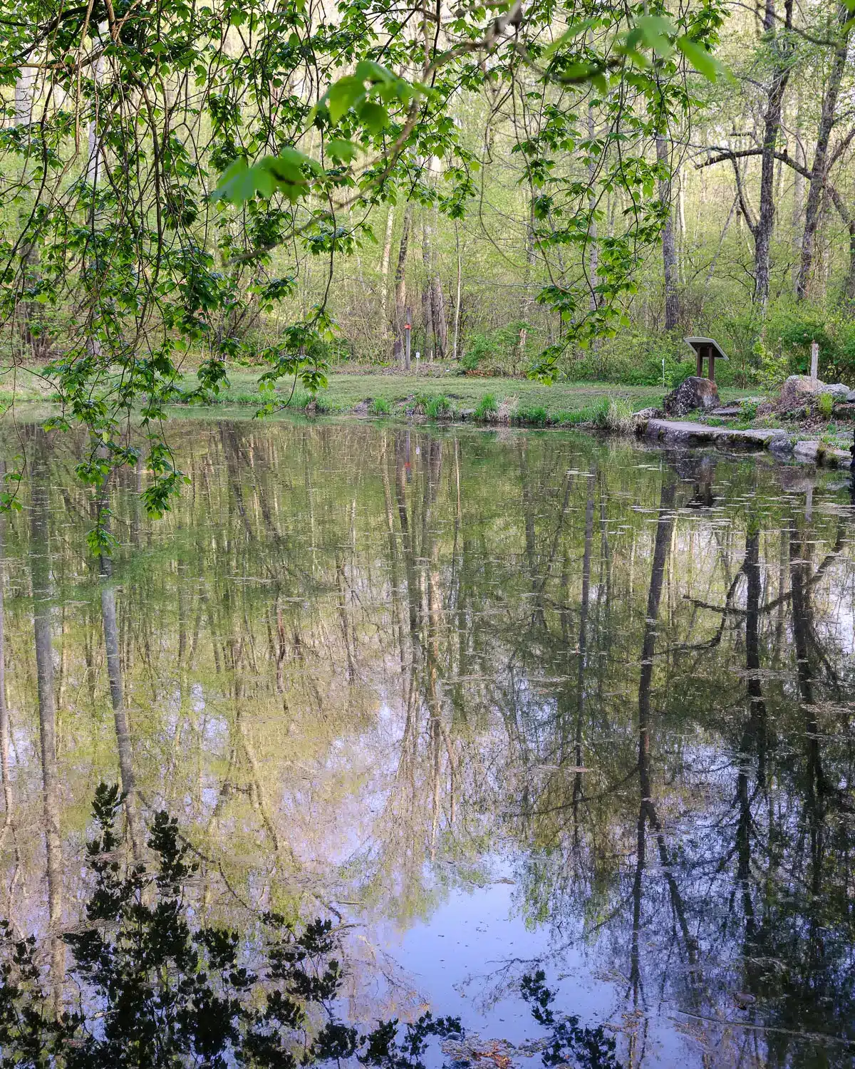 botany pond at van vleck with greenery with trees reflected in the pond at flanders nature center in connecticut.