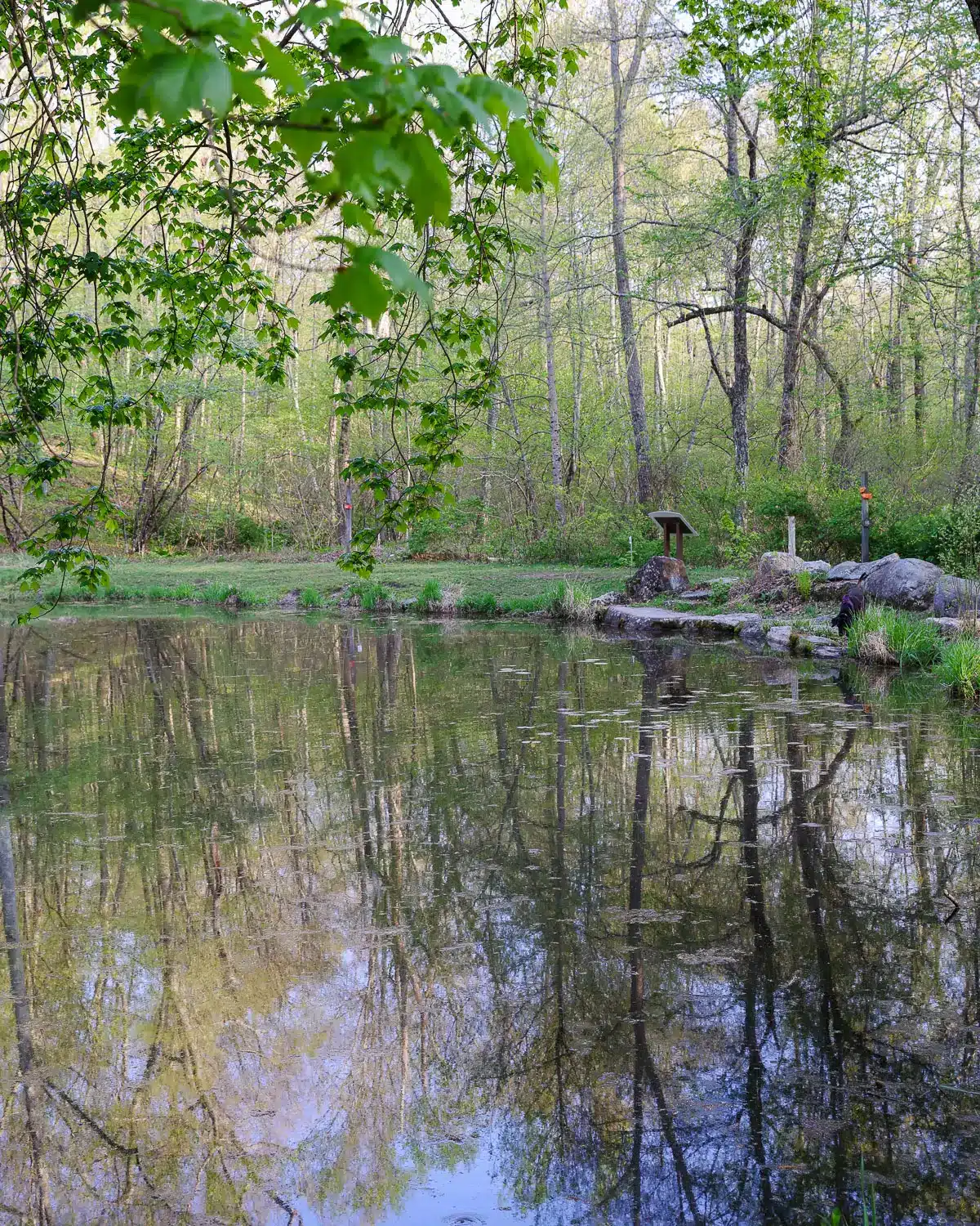 botany pond at van vleck with greenery and trees reflecting in the pond at flanders nature center.