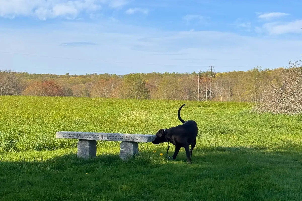 van vleck view and bench with black dog atop green hill at flanders nature center in connecticut