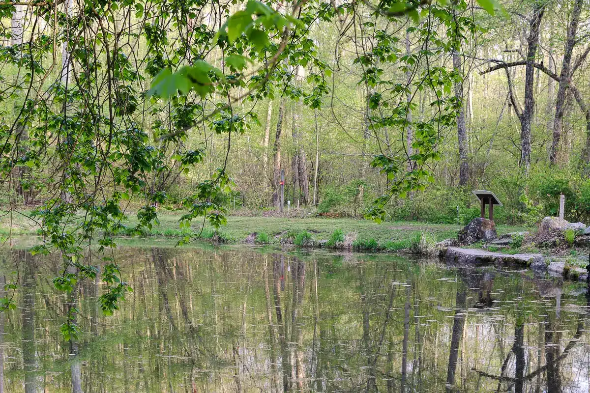 botany pond at van vleck with greenery with trees reflected in the pond at flanders nature center in connecticut.