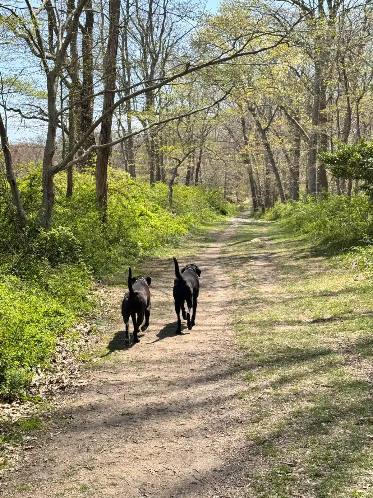 Black and brown dog on a flat trail in Weetamoo Woods, Rhode Island, with green leaves surrounding him.