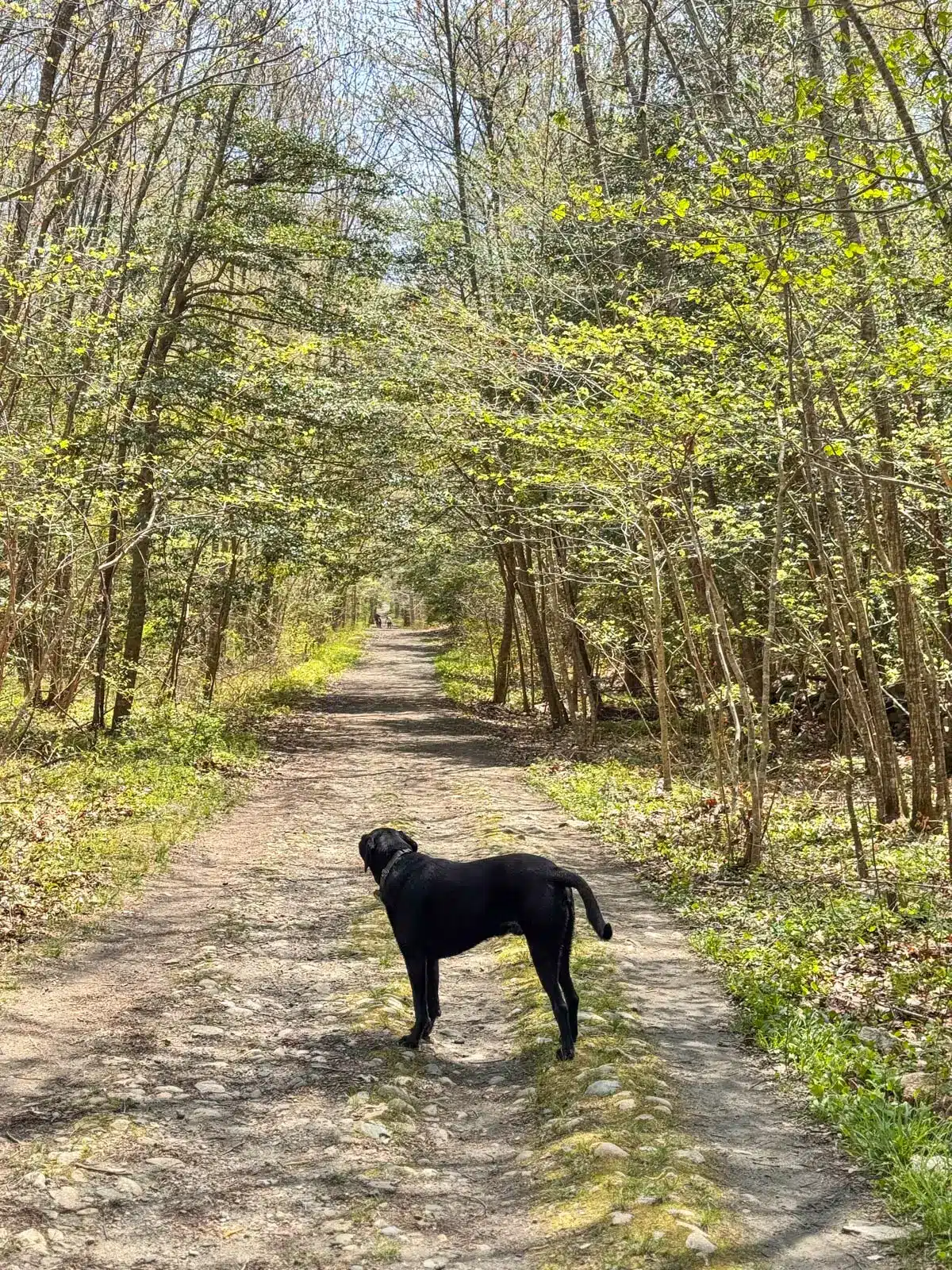 black dog on flat trail in weetamoo woods rhode island with green leaves around him.
