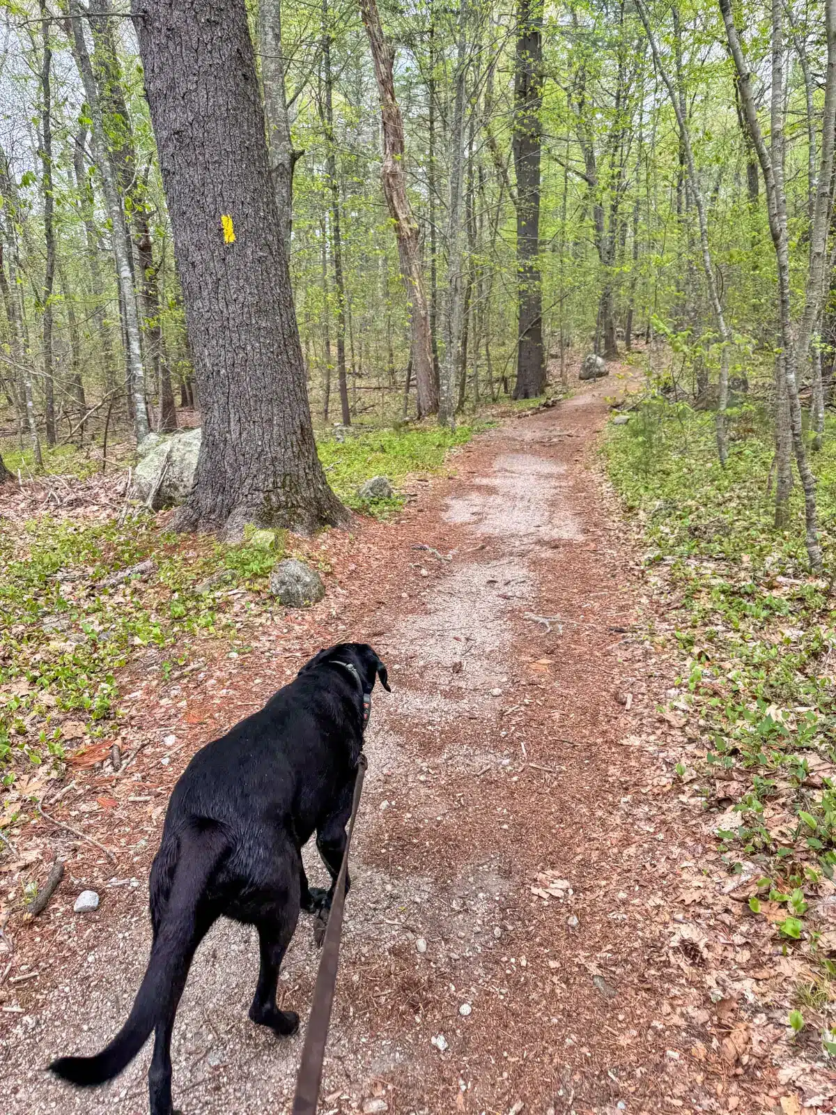 Big black dog walks on padded pine trail through tall green pine trees on Breakheart Trail in Rhode Island.